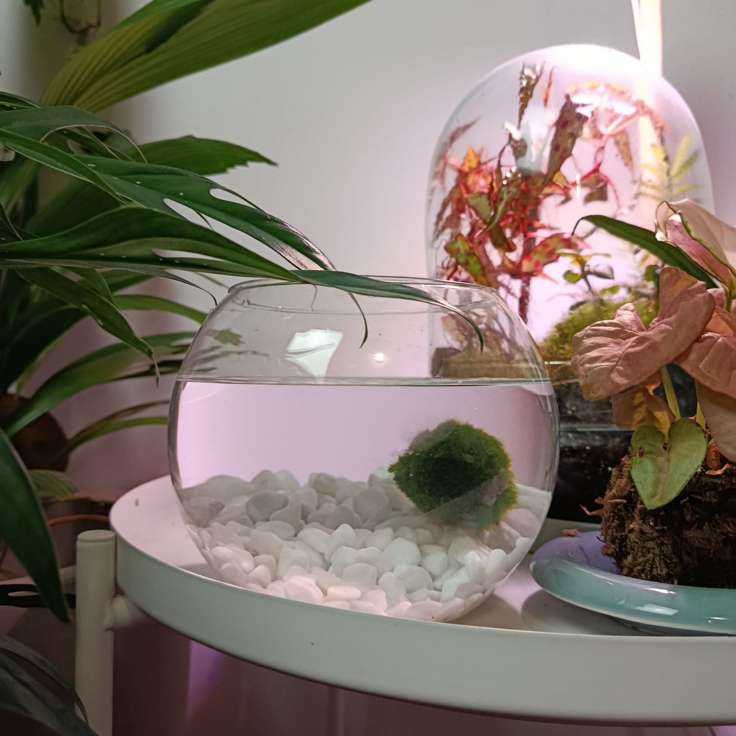 Bowl in vetro per Marimo