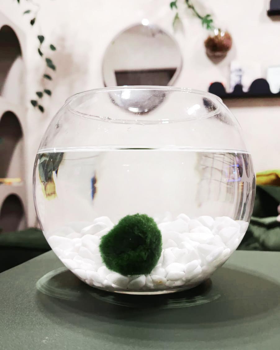 Bowl in vetro per Marimo