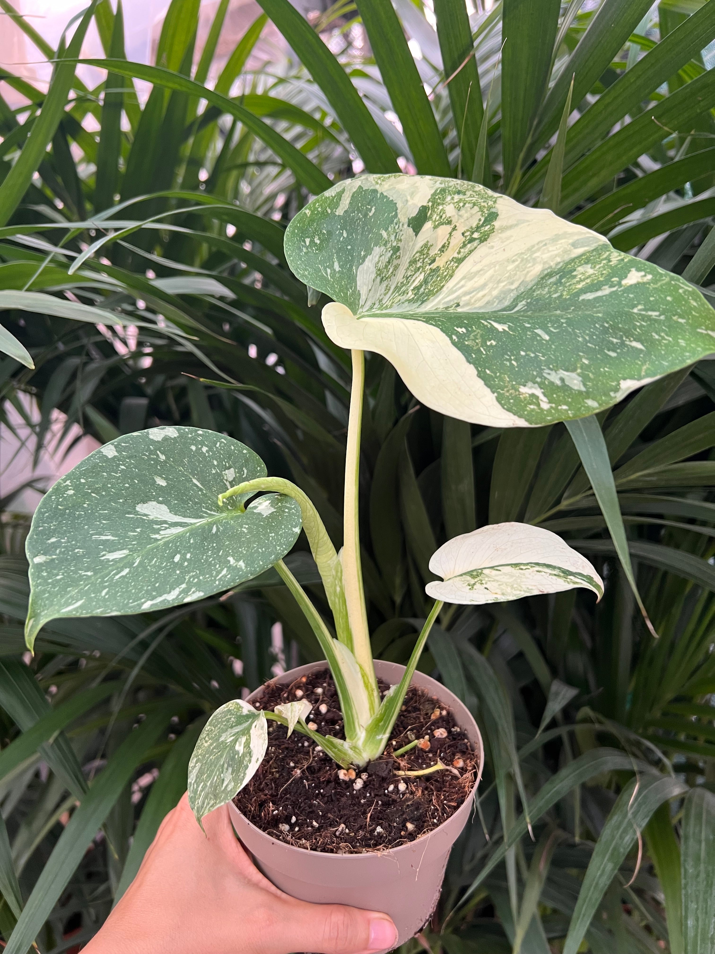 Monstera Thai Constellation