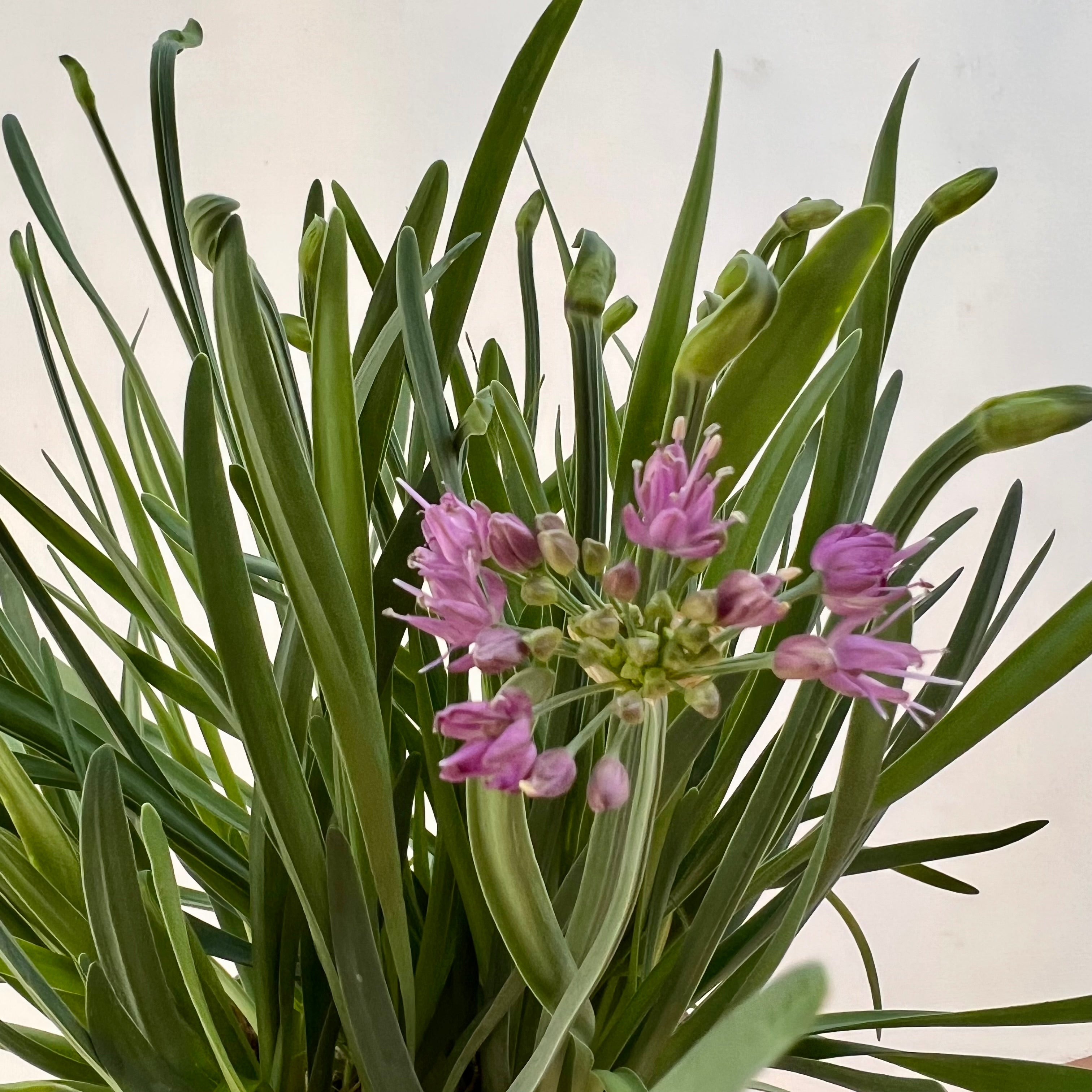 Allium Millenium