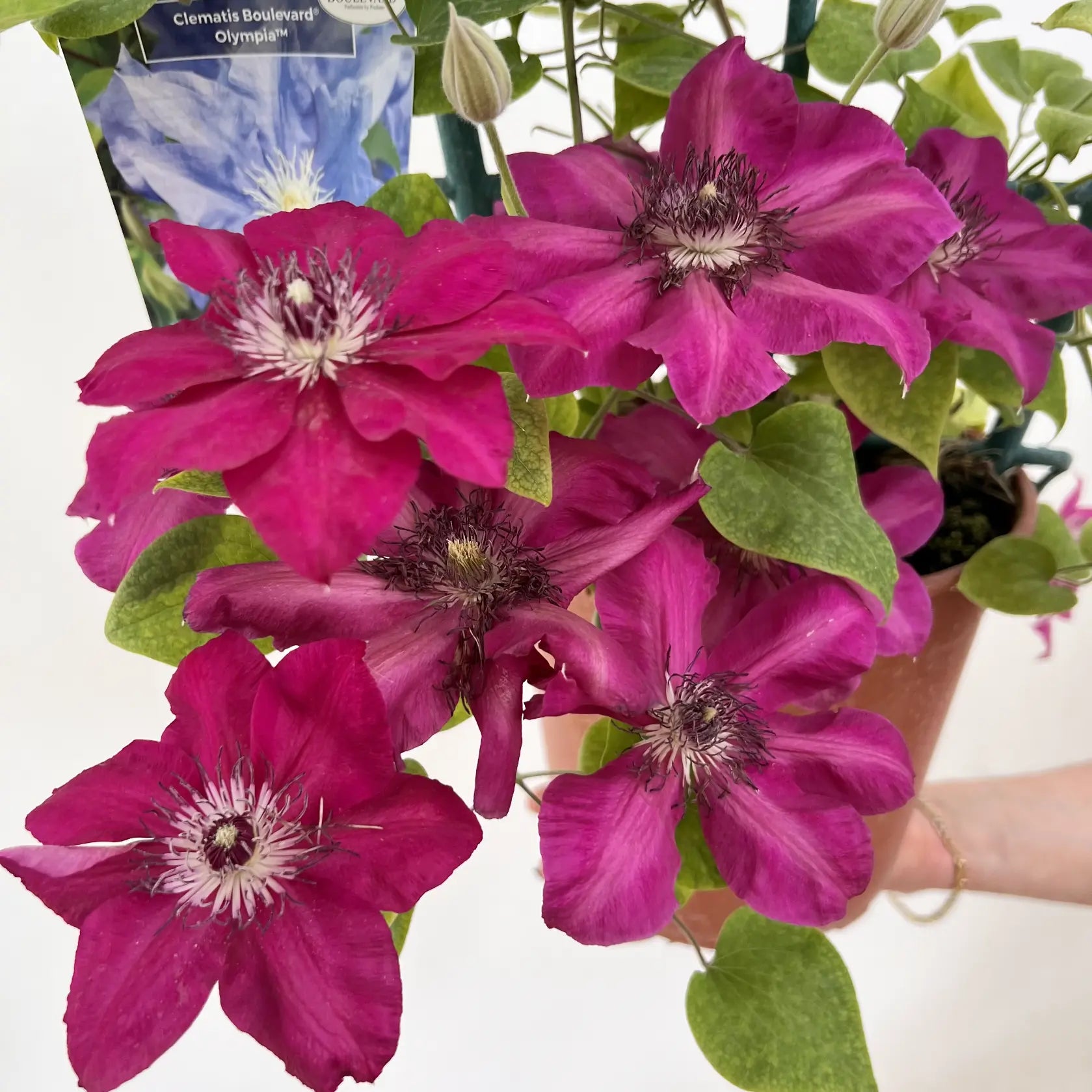 Clematis Boulevard Olympia