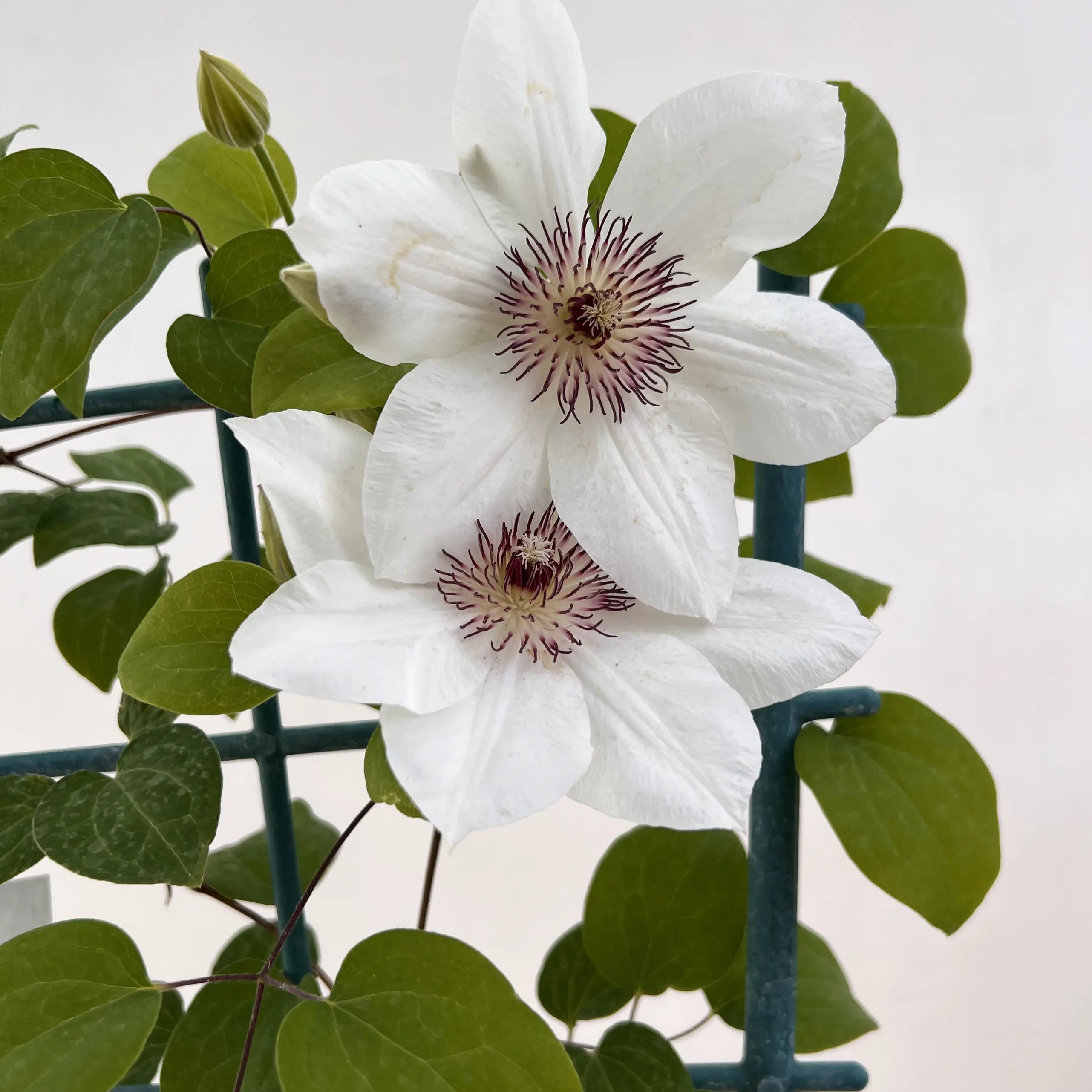 Clematis Boulevard Ninon
