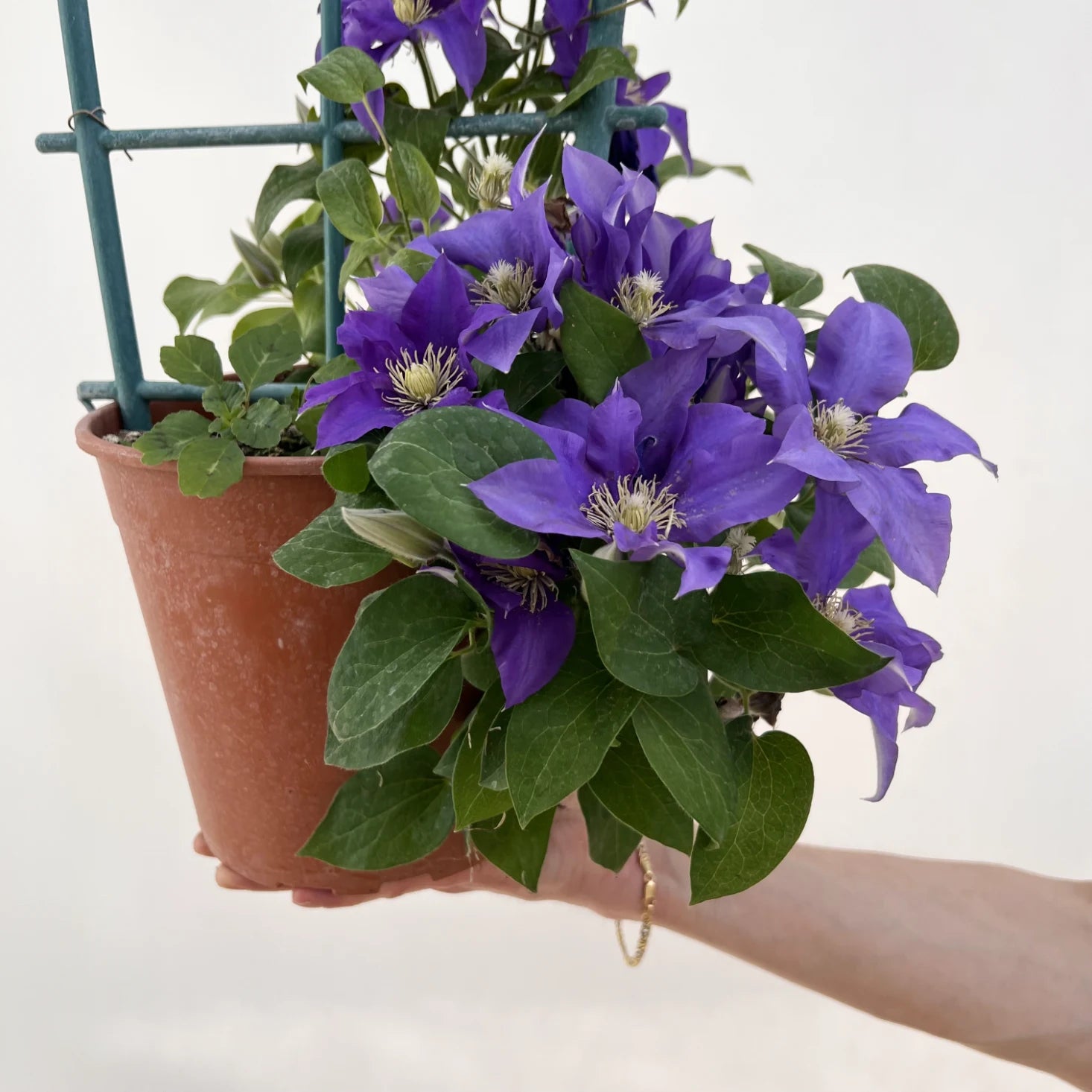 Clematis The President