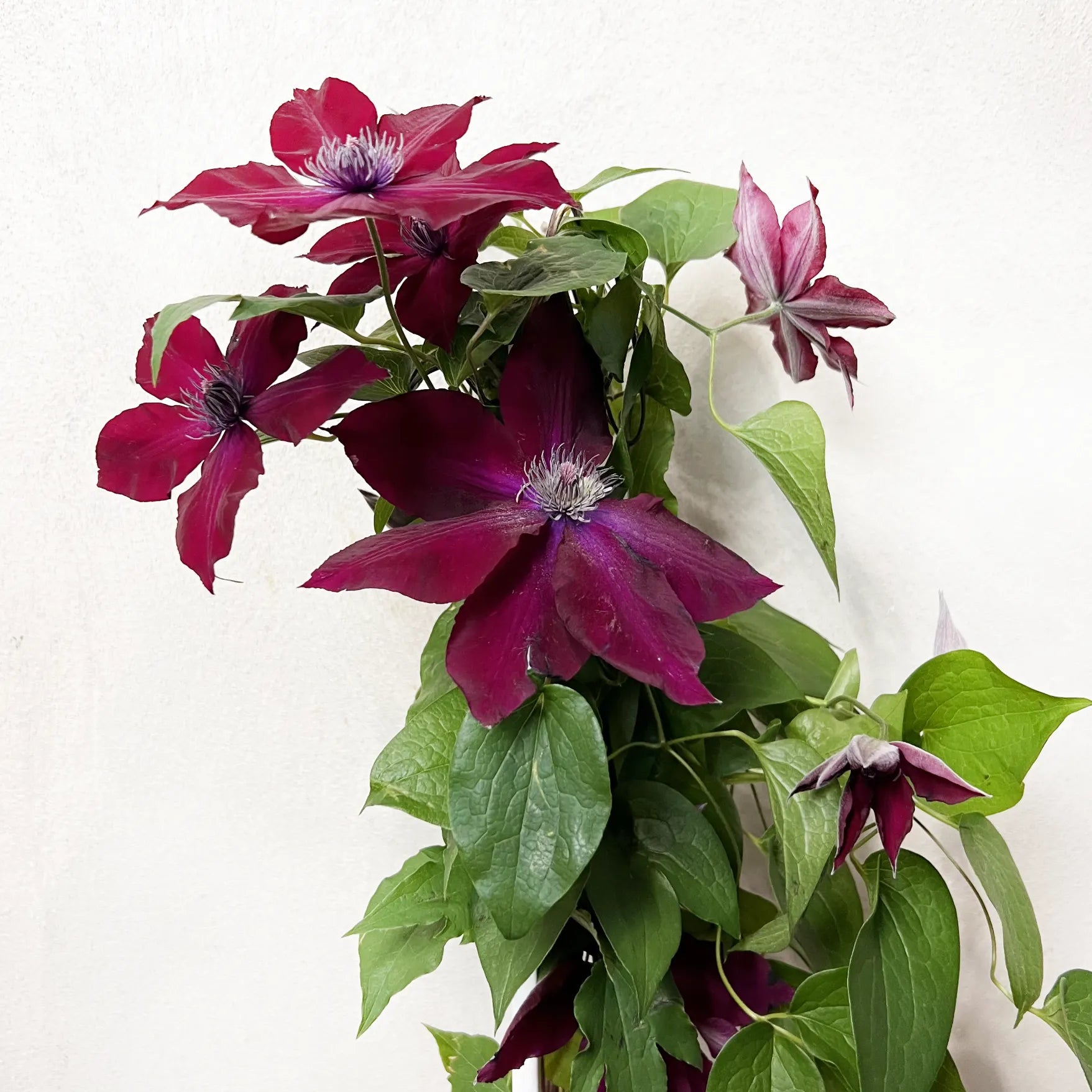 Clematis Boulervard Olympia Red