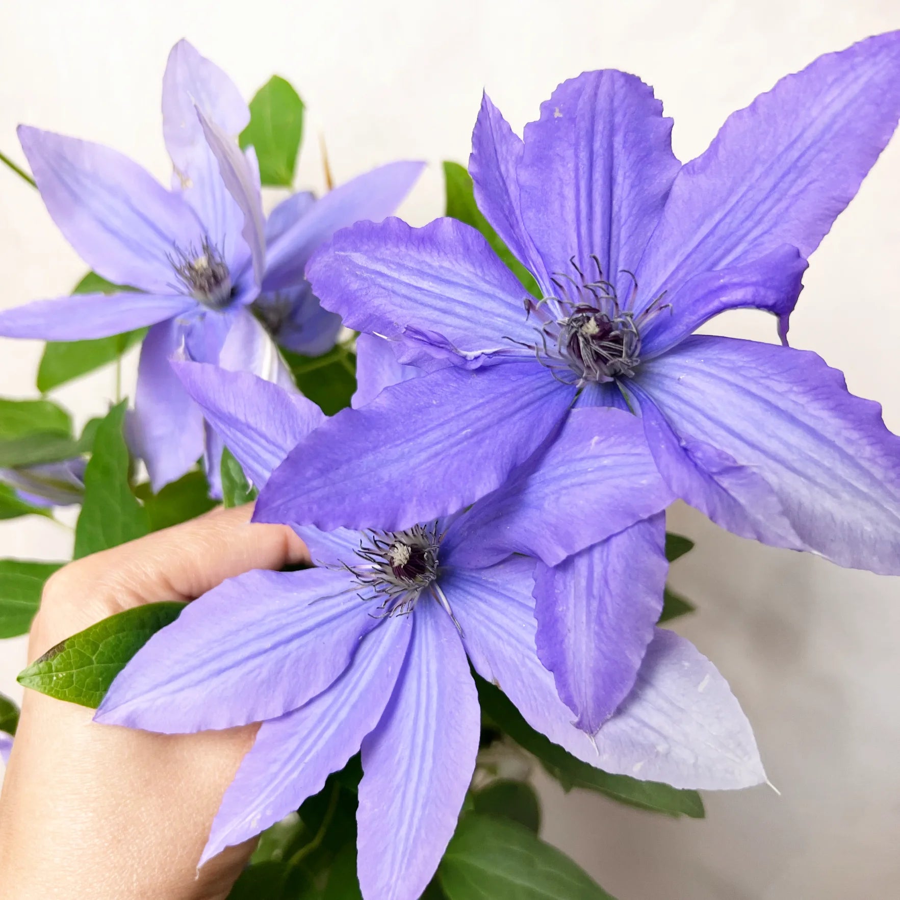 Clematis Boulervard Olympia Viola