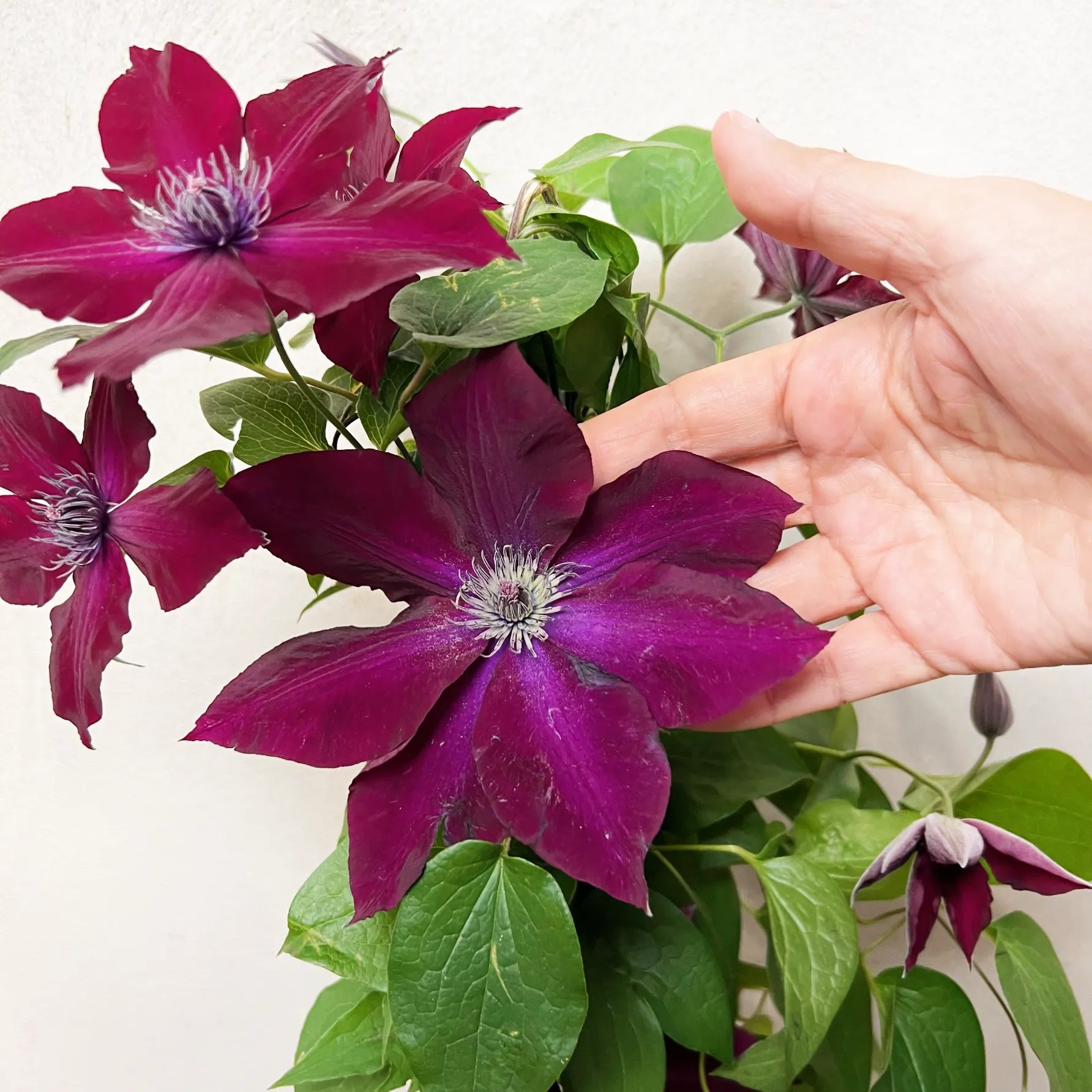 Clematis Boulervard Olympia Red