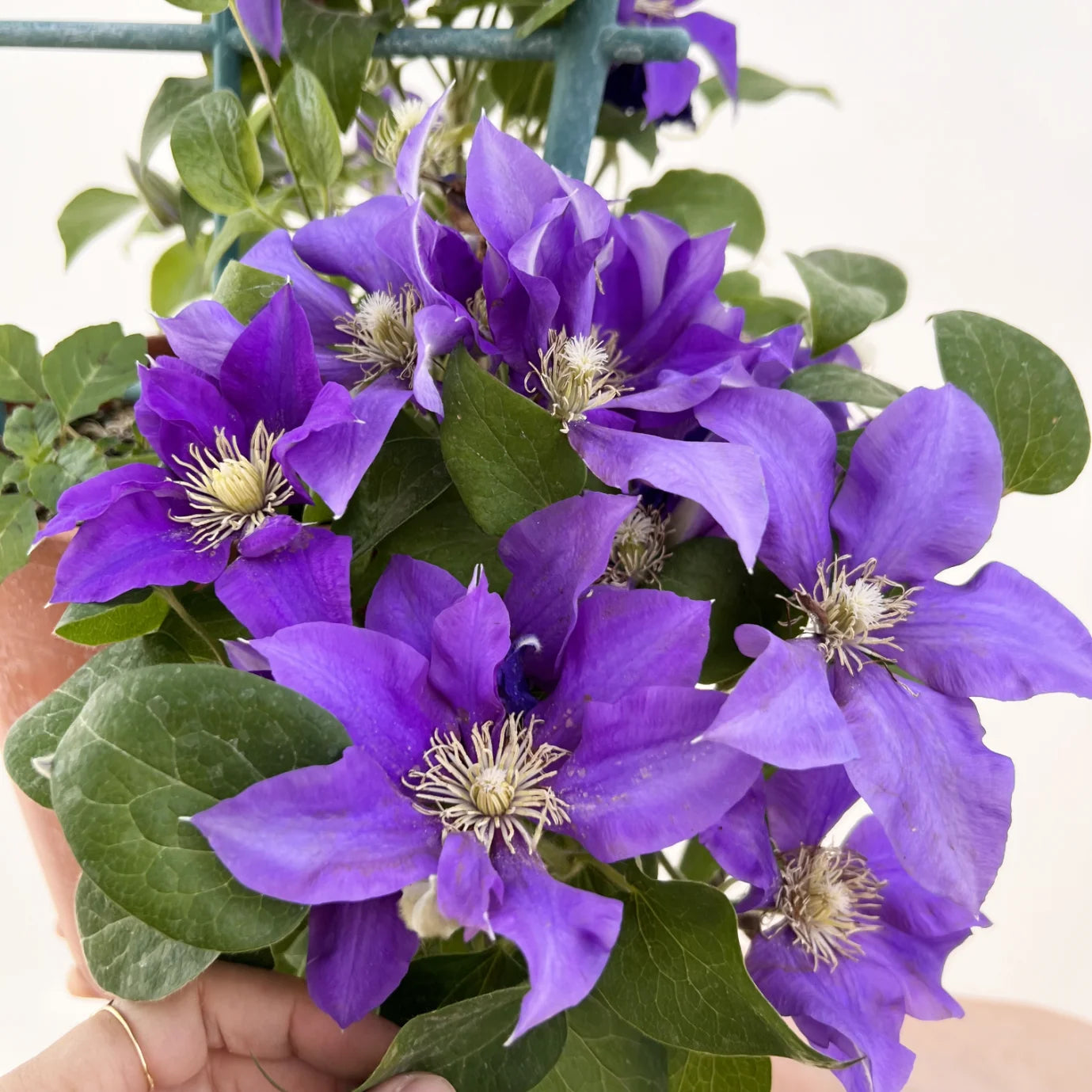 Clematis The President
