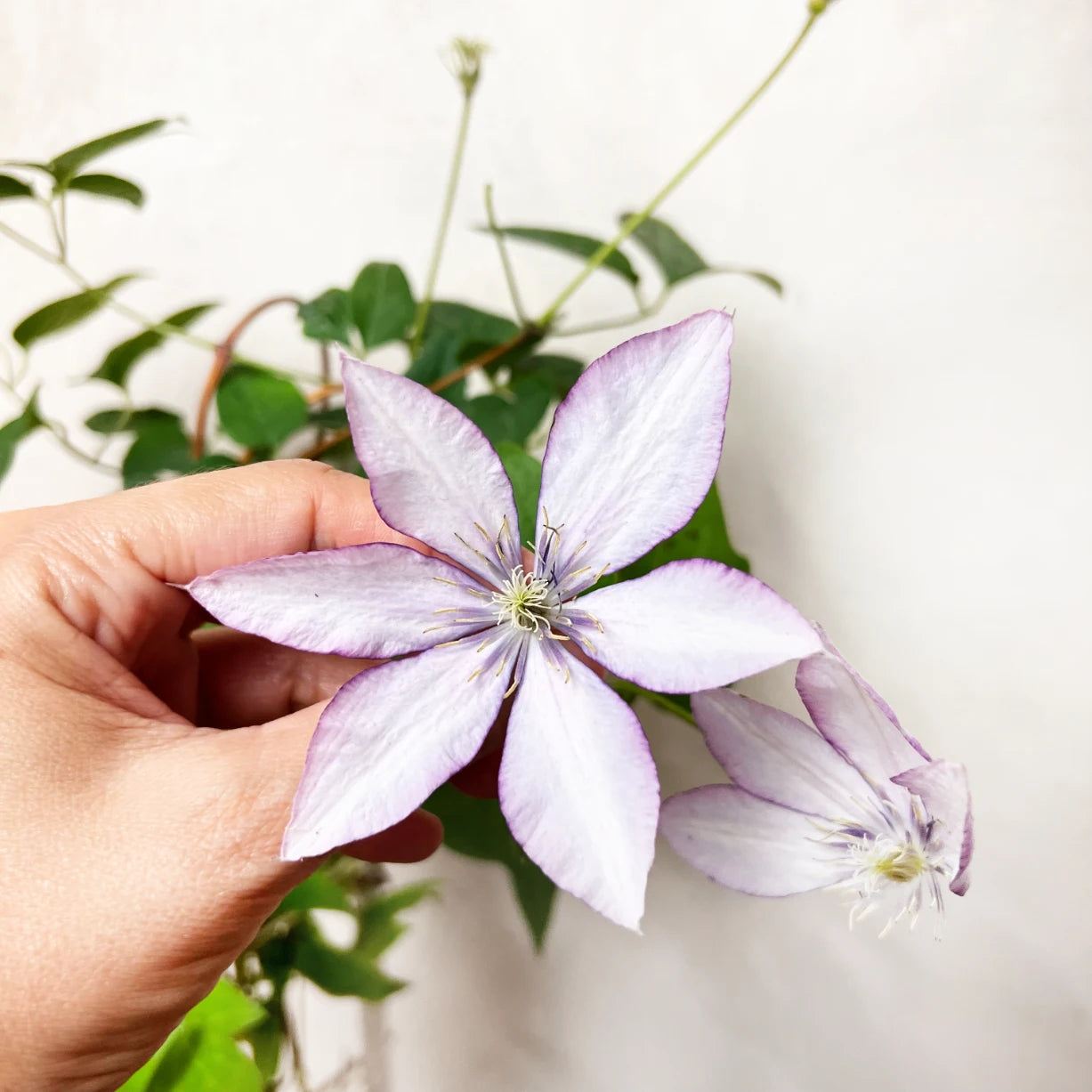 Clematis Boulervard Olympia lilla