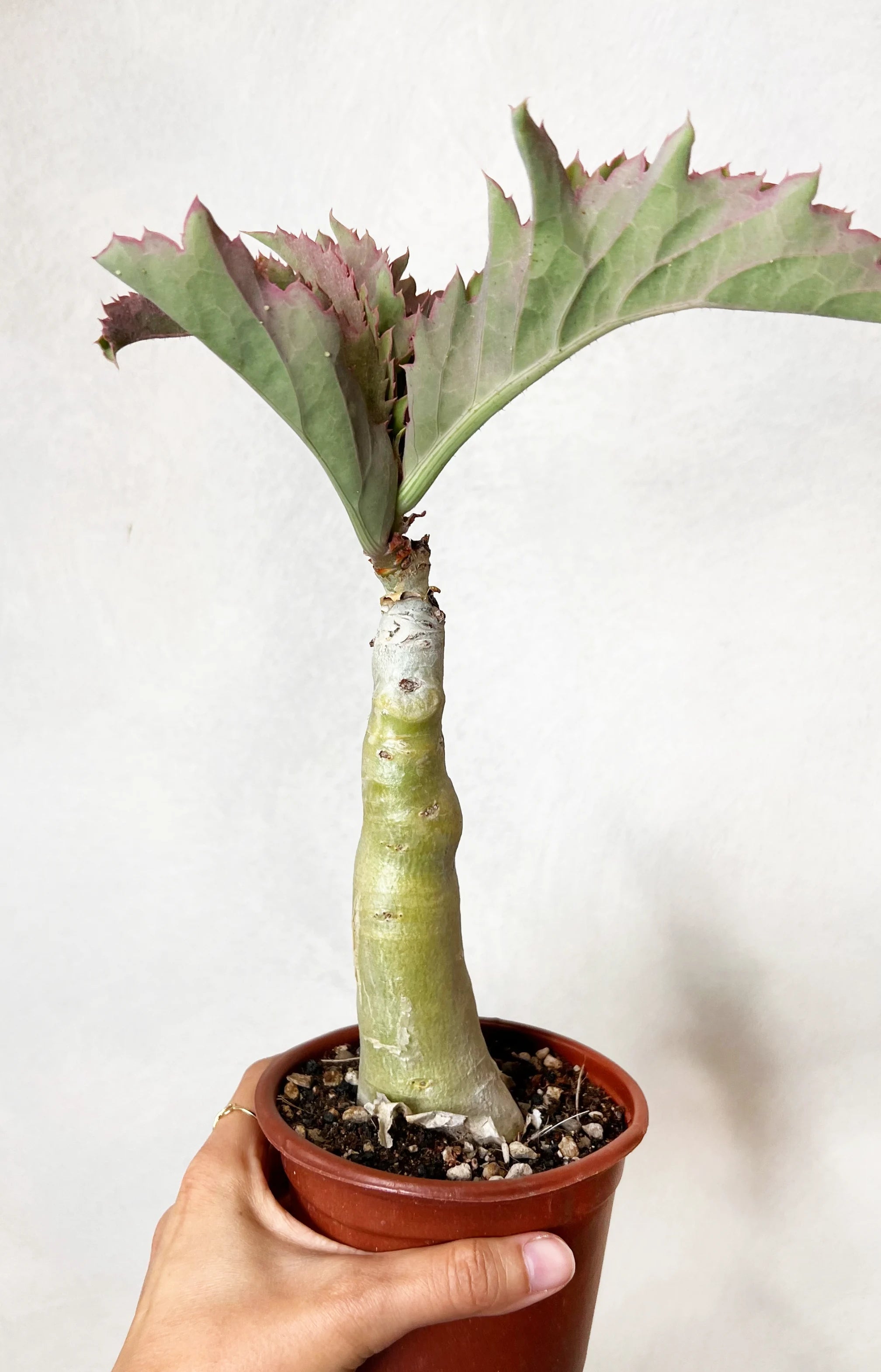 Ciphostemma Yuttae