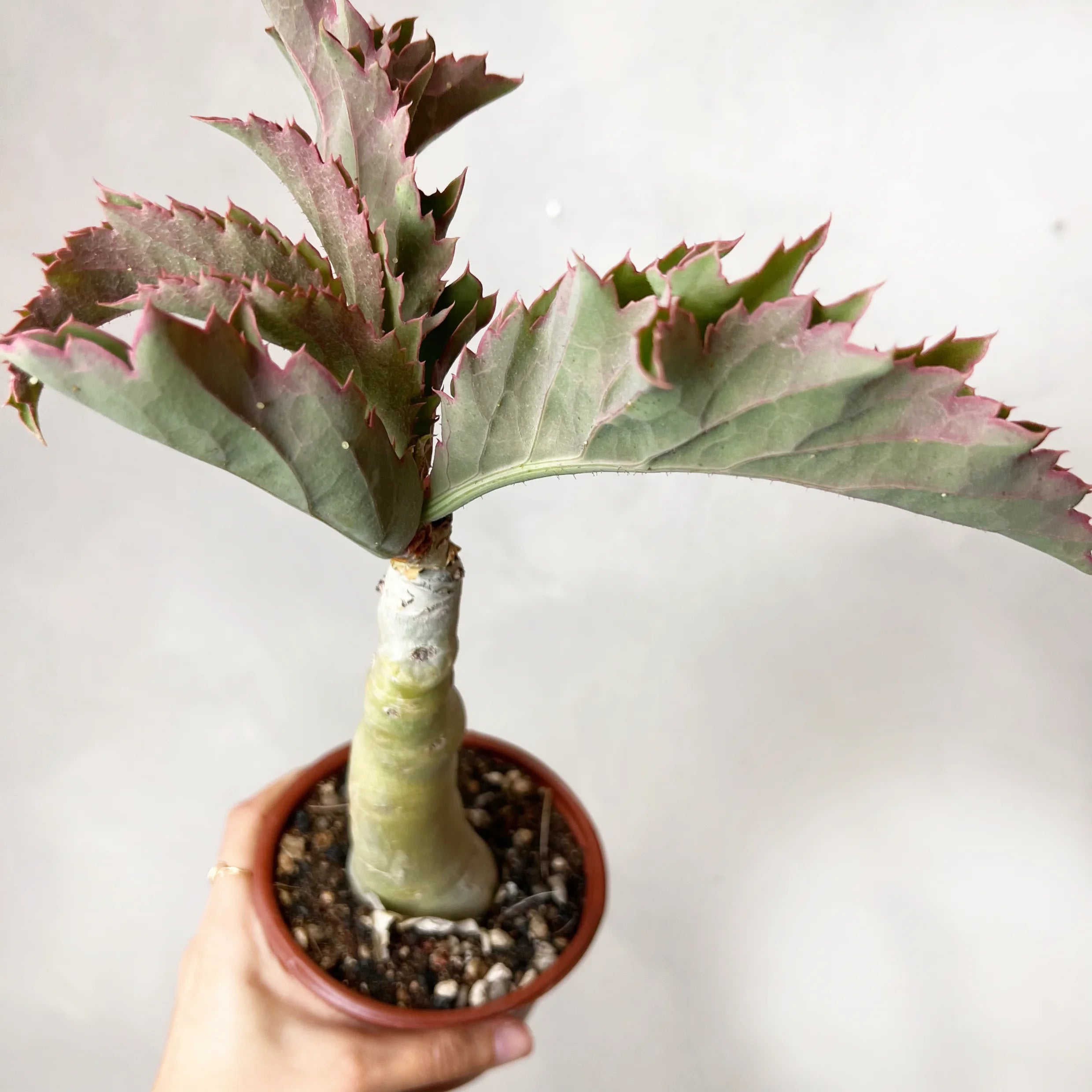 Ciphostemma Yuttae