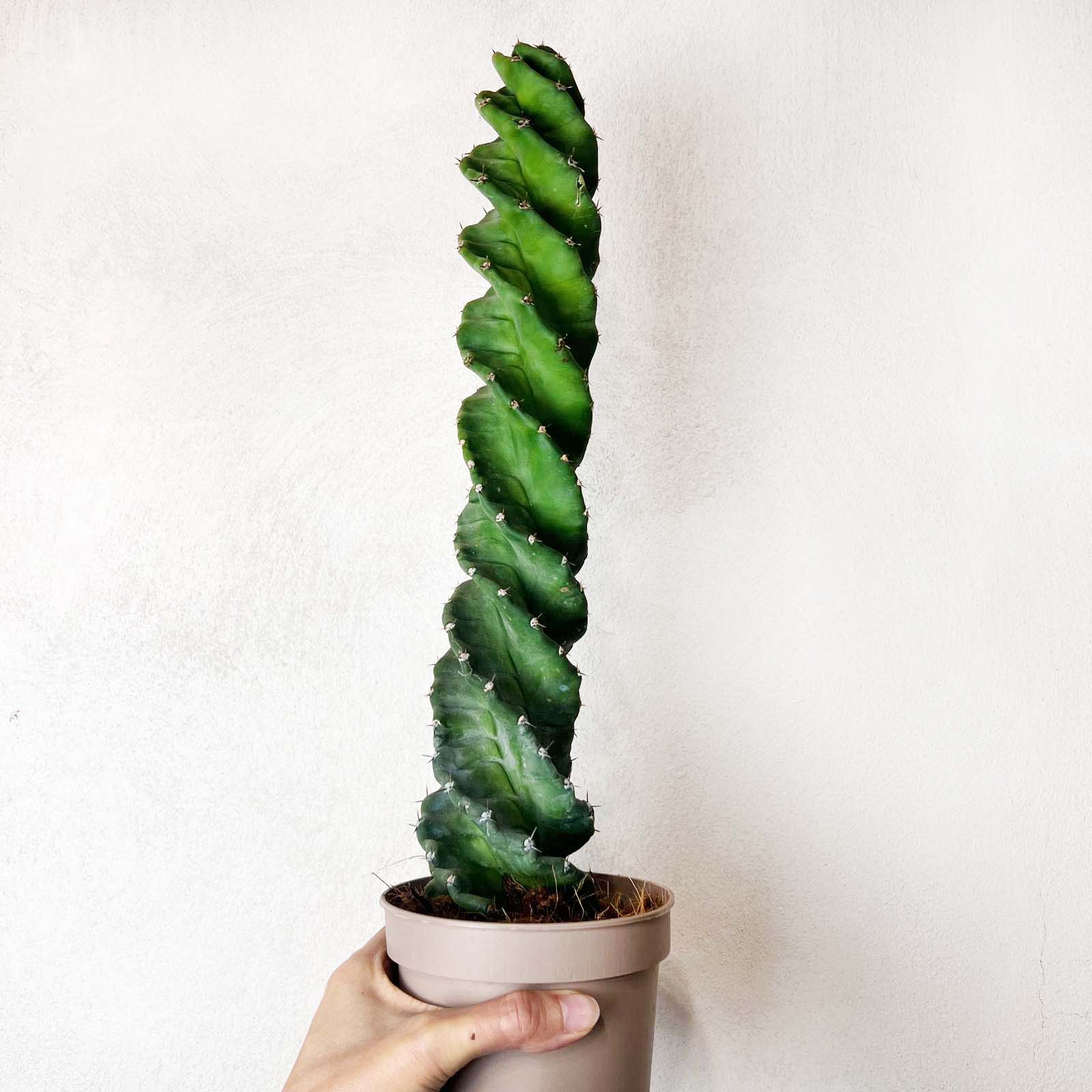Cereus Spiralis