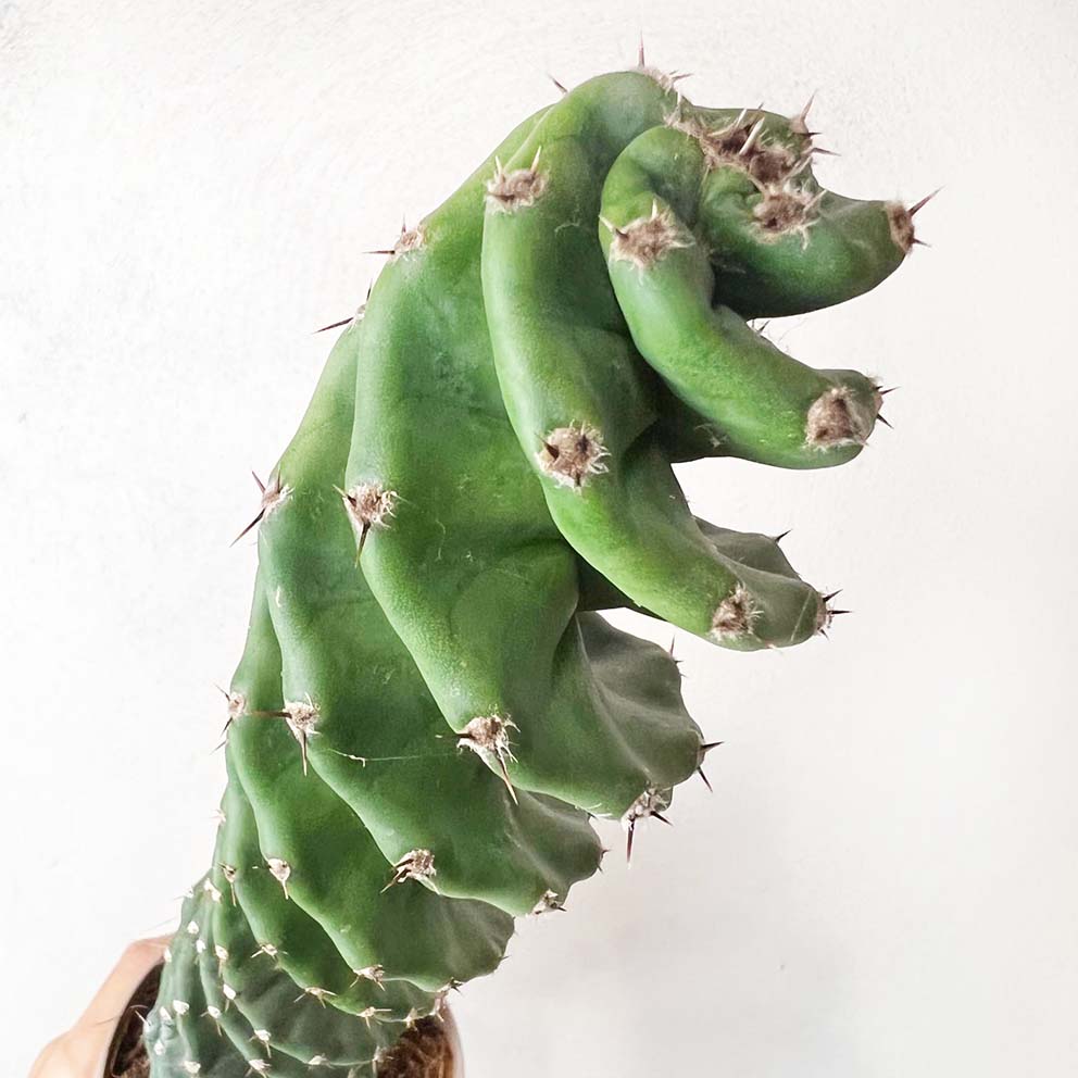 Cereus Spiralis