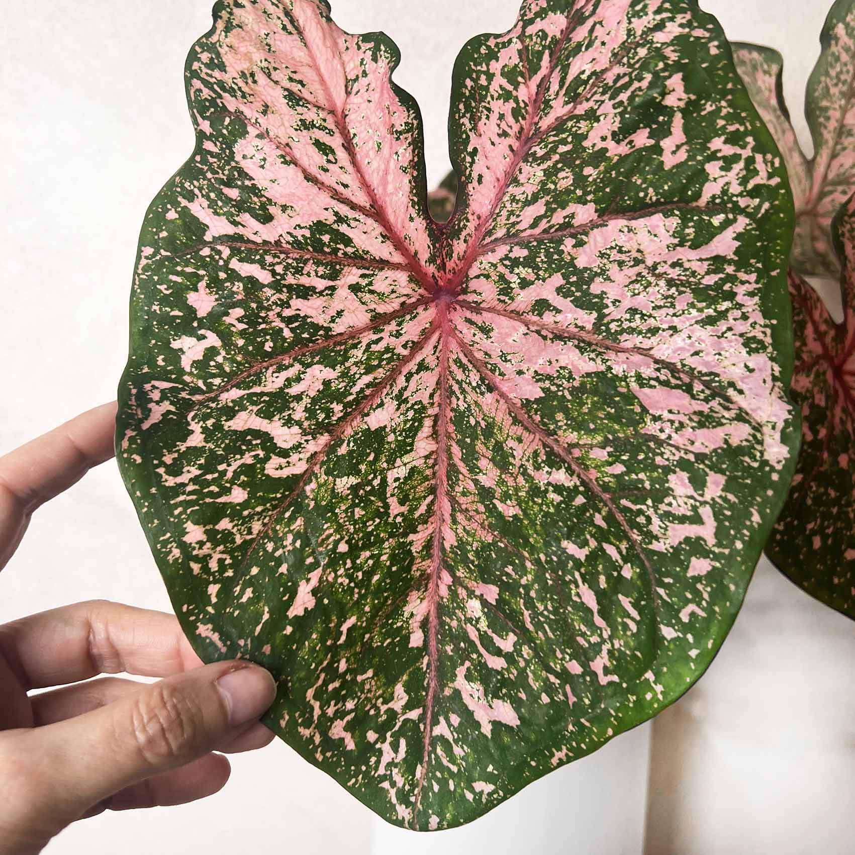 Caladium Pink Beauty