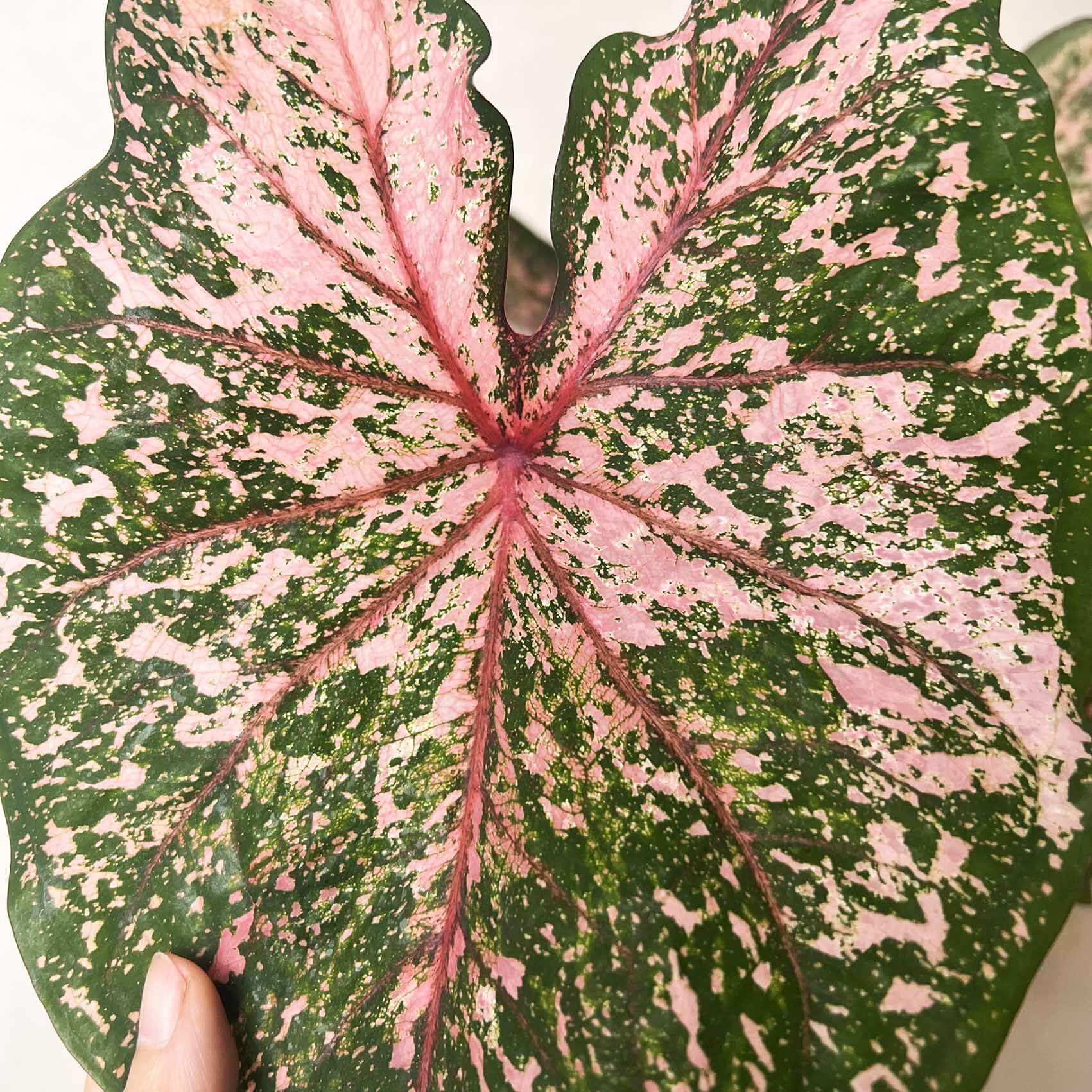 Caladium Pink Beauty