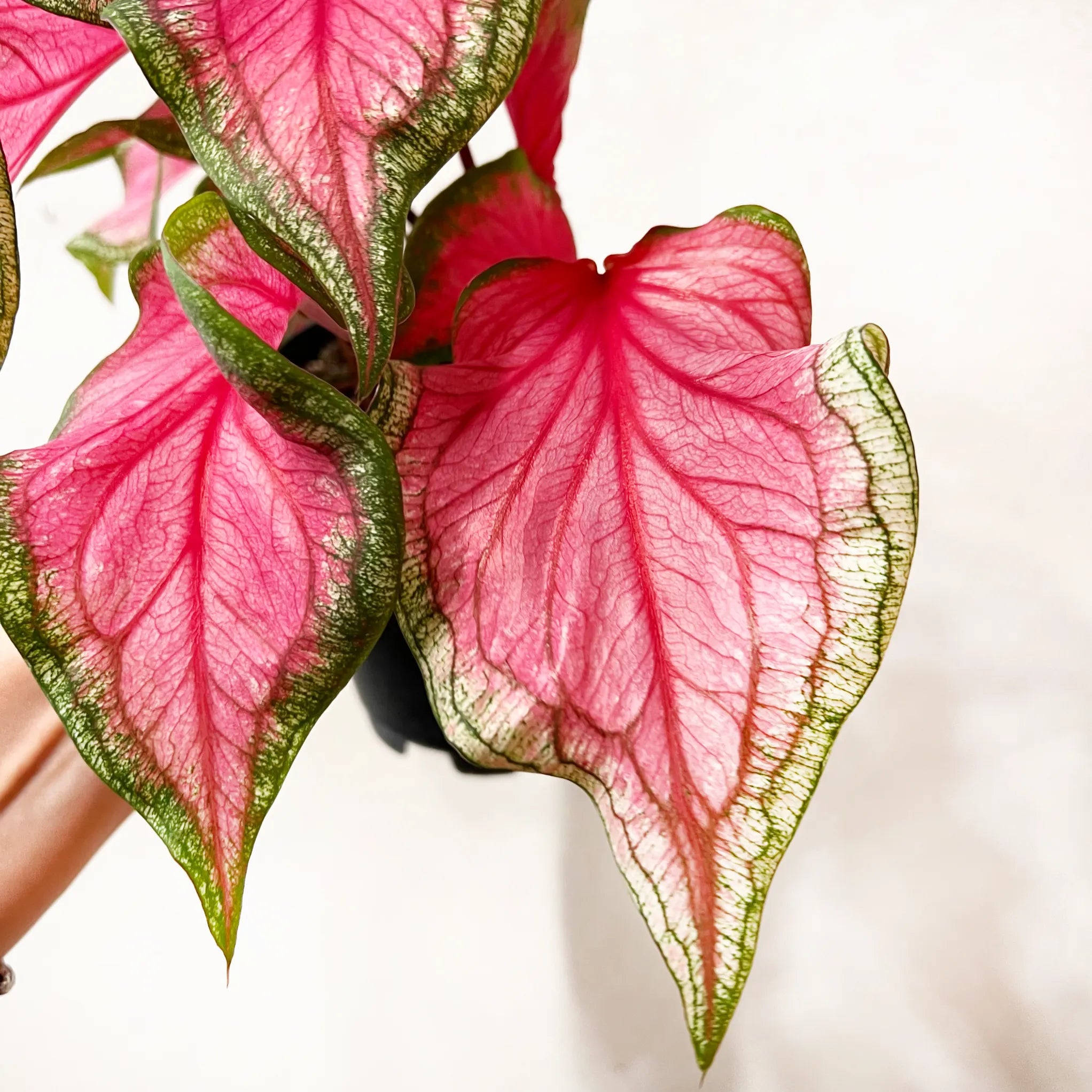Caladium Florida sweetheart