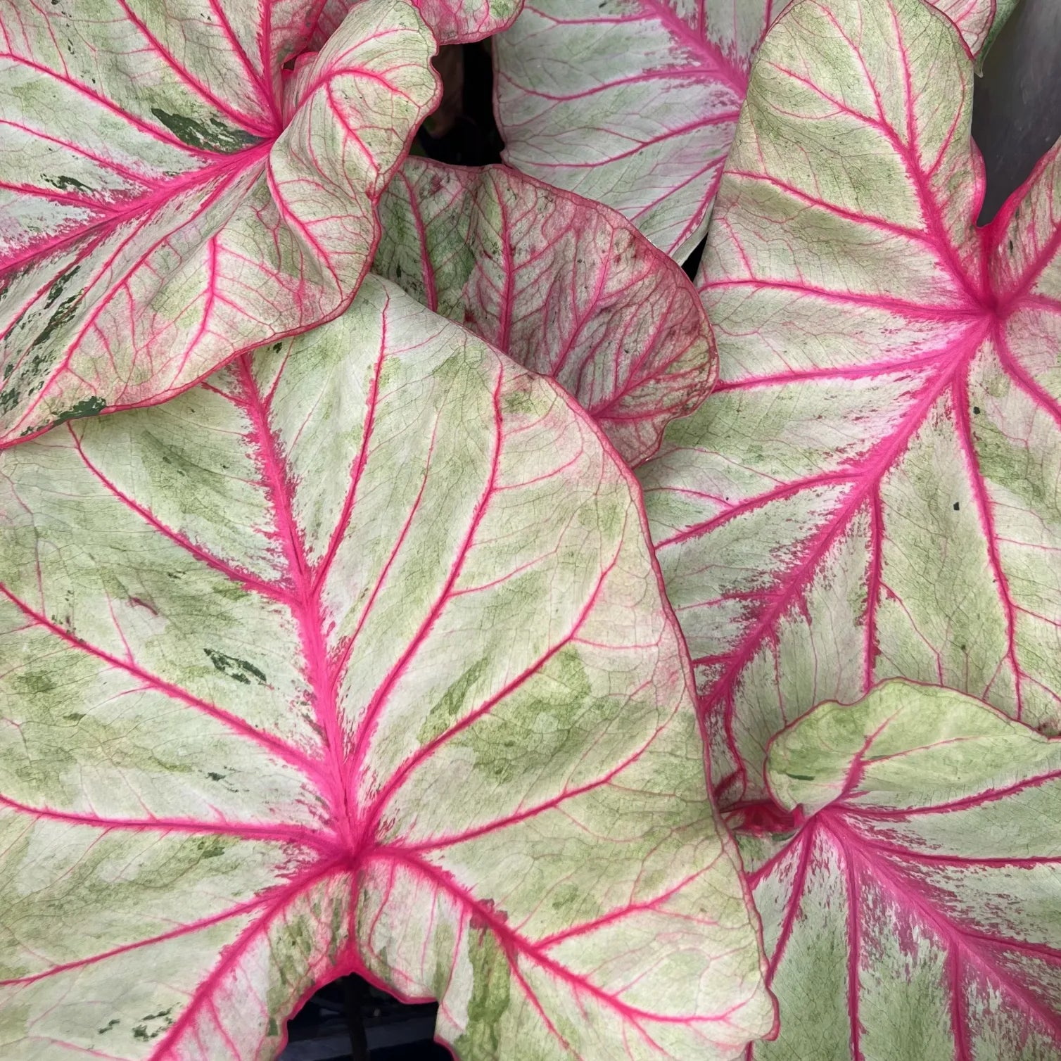 Caladium Autumn beauty