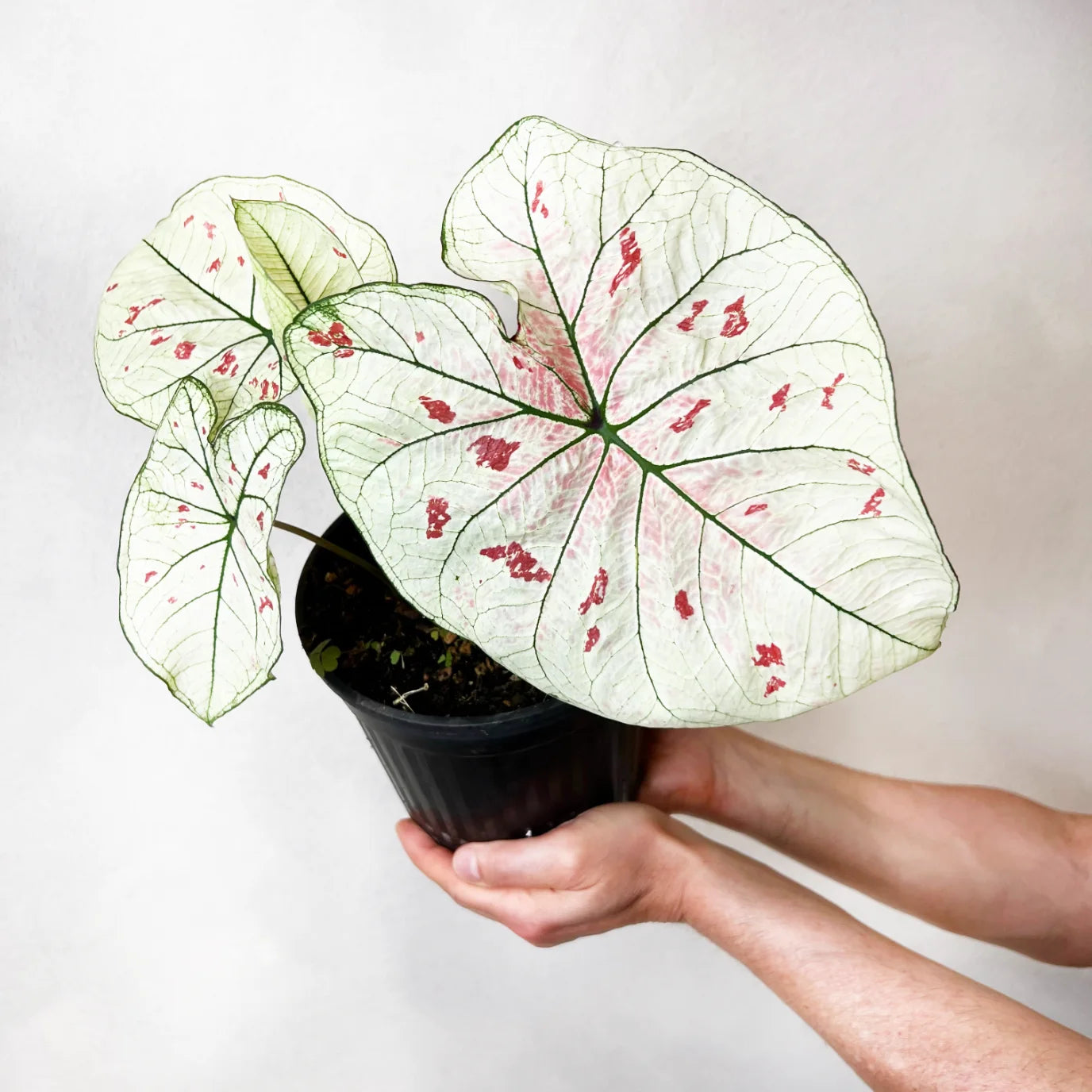 Caladium Strawberry Star