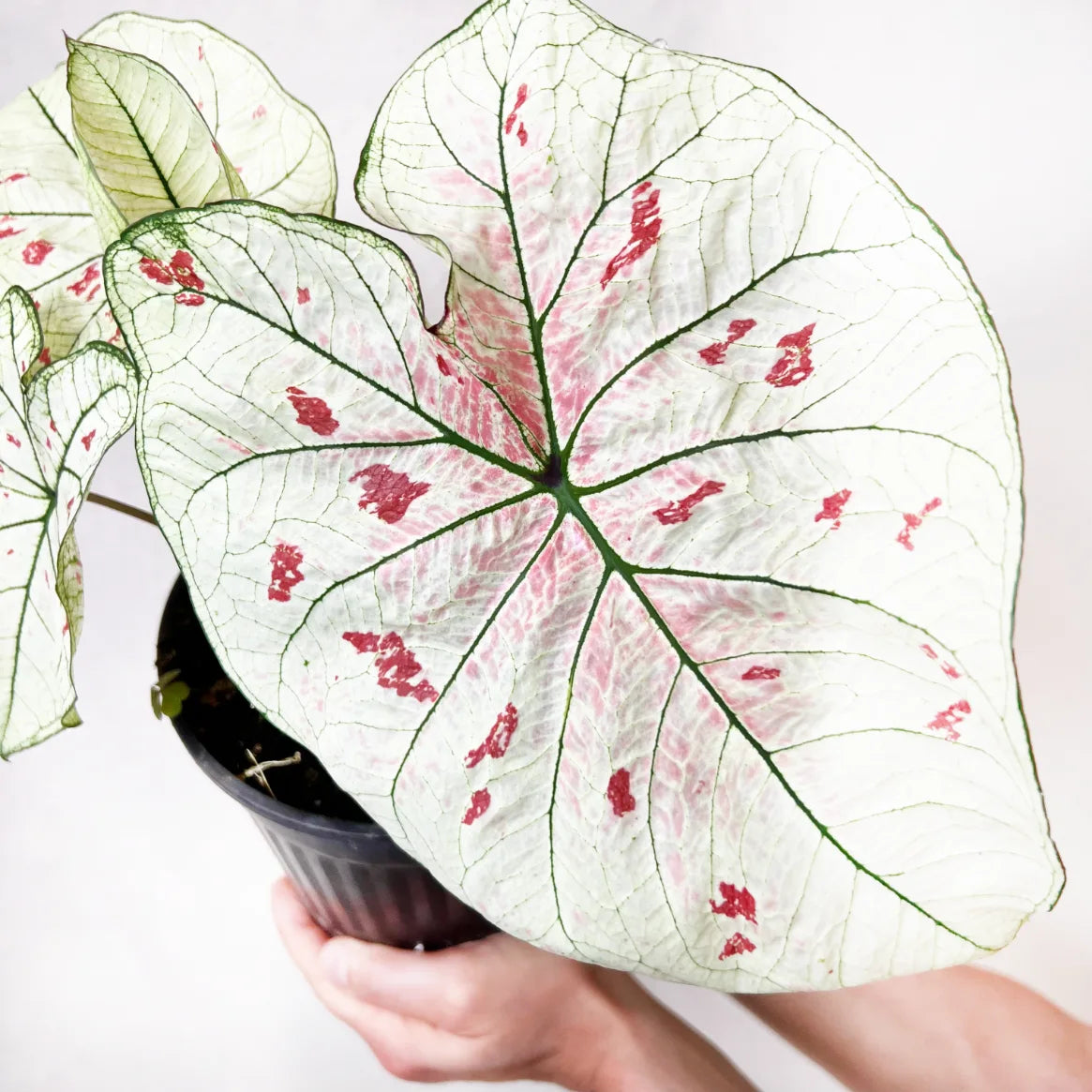 Caladium Strawberry Star