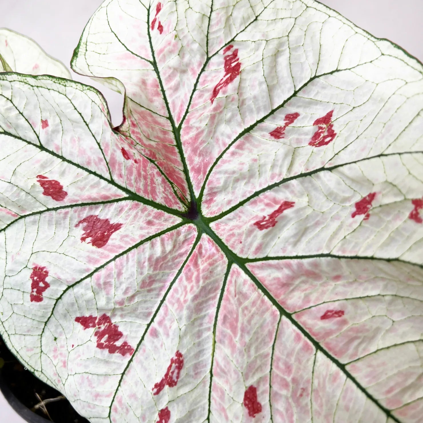 Caladium Strawberry Star