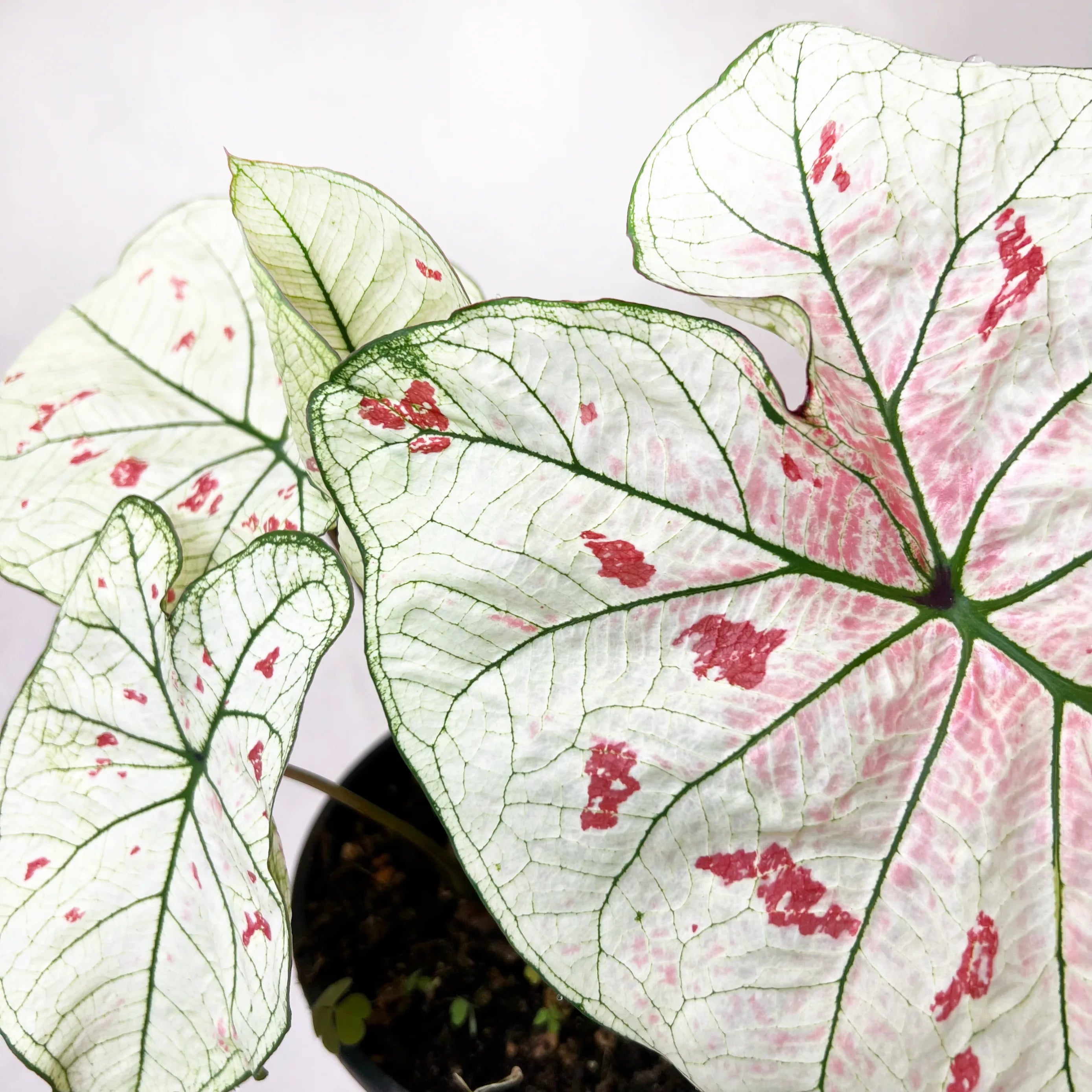 Caladium Strawberry Star