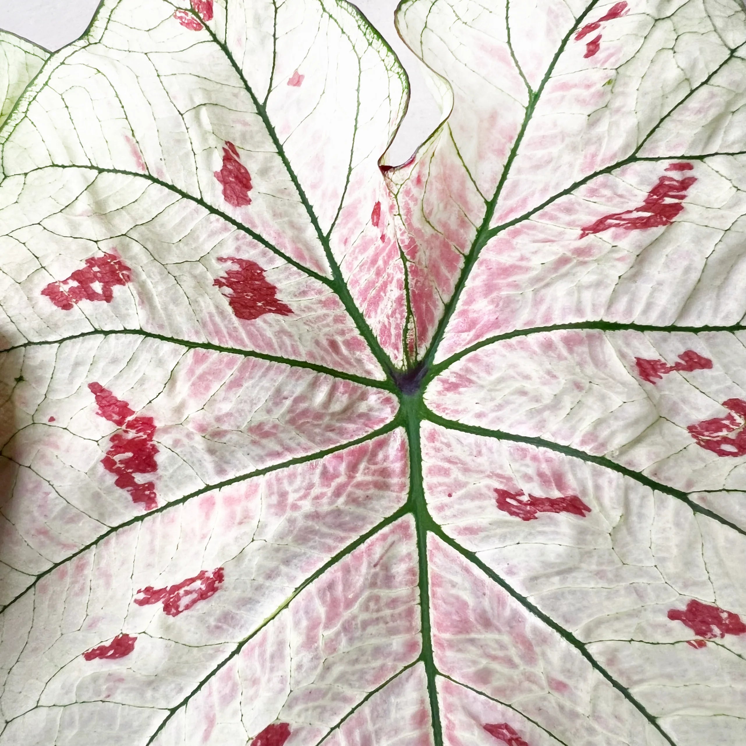 Caladium Strawberry Star