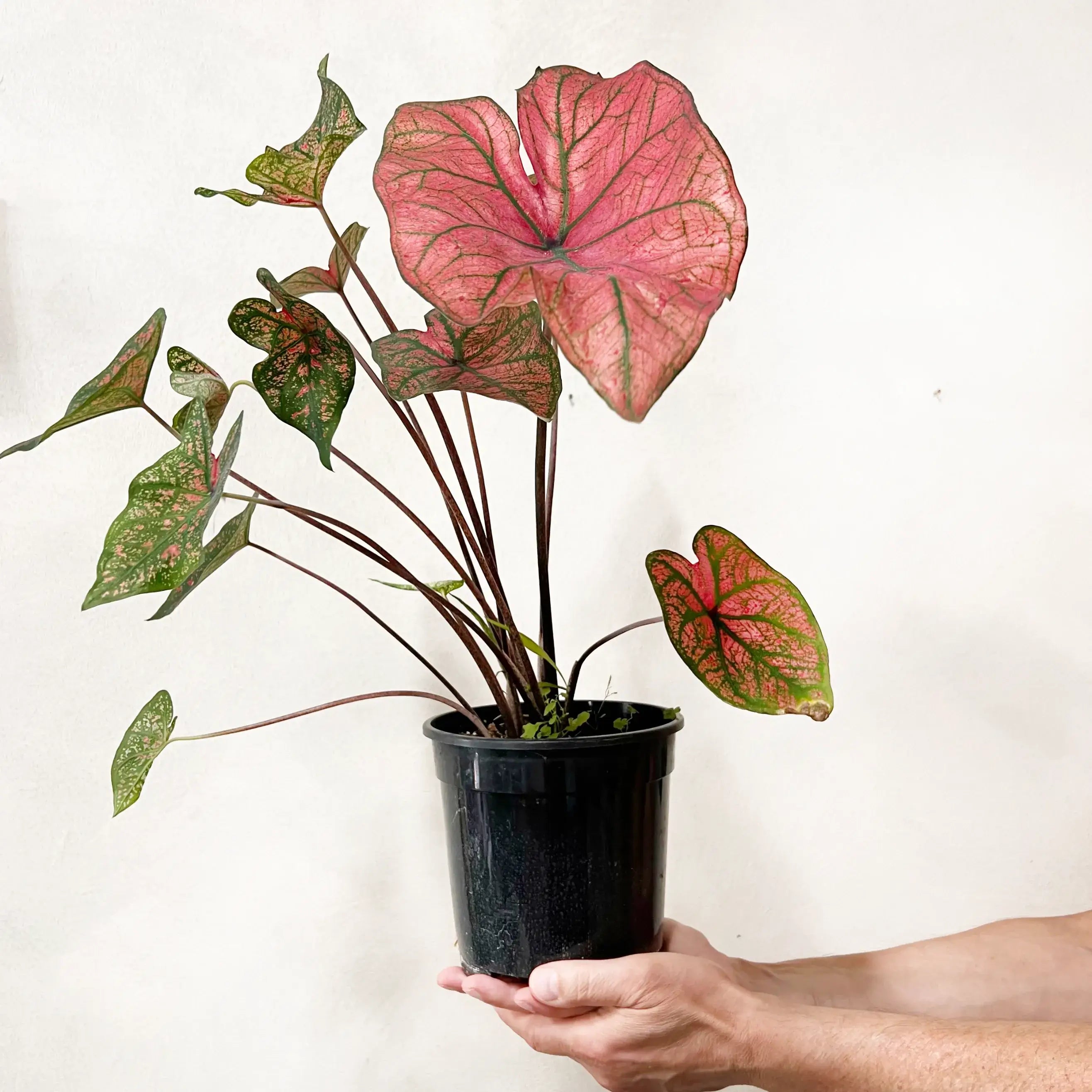 Caladium Festivia