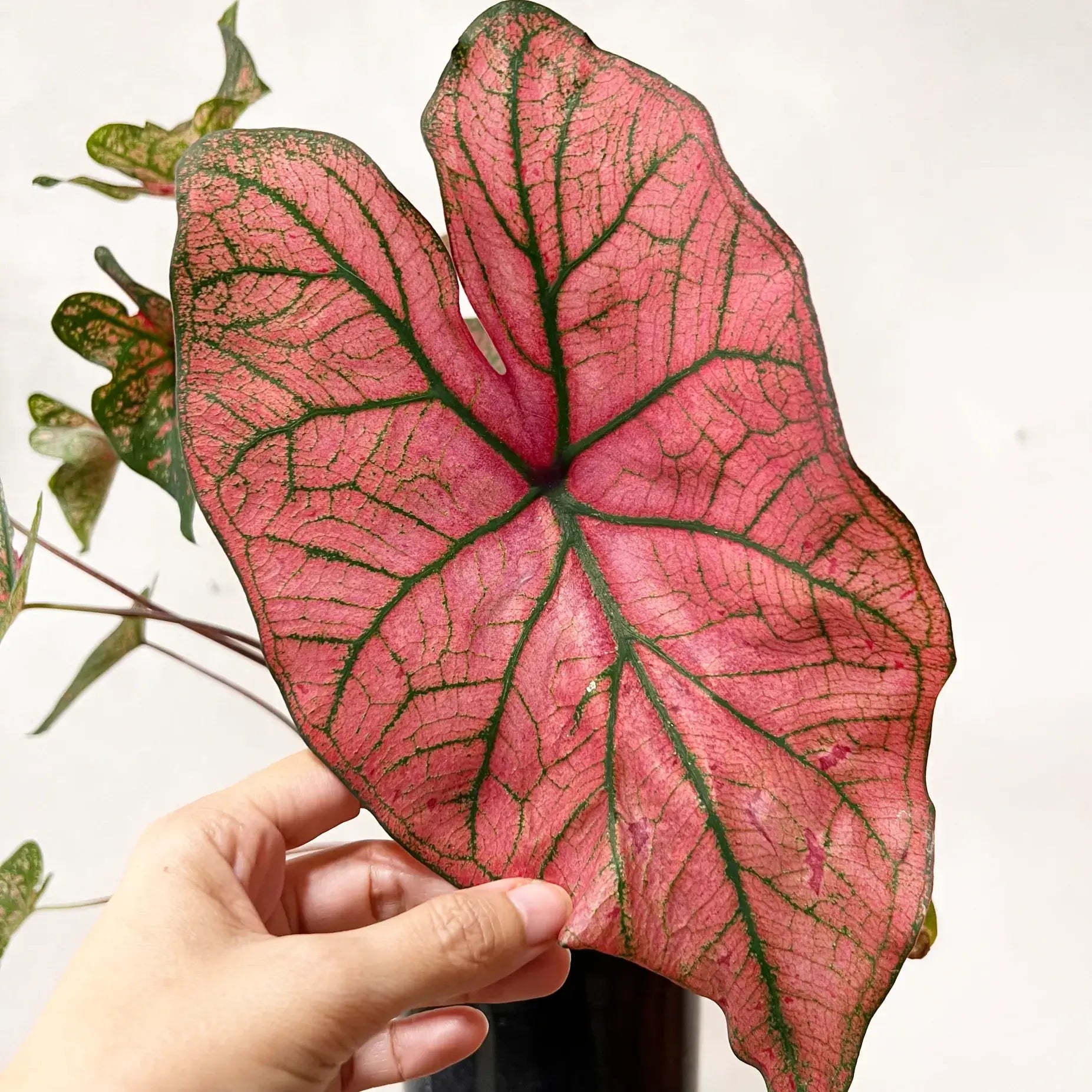 Caladium Festivia