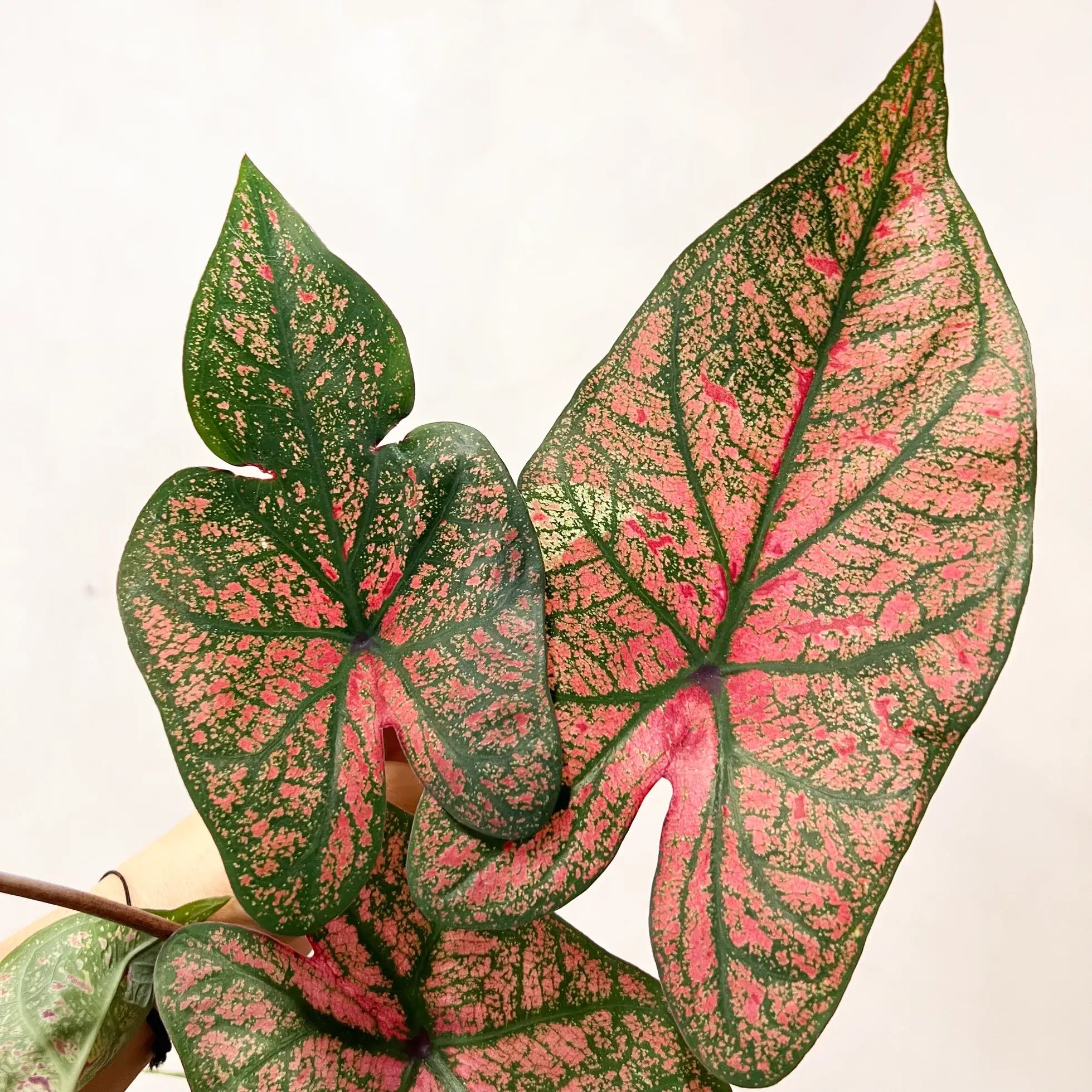 Caladium Festivia