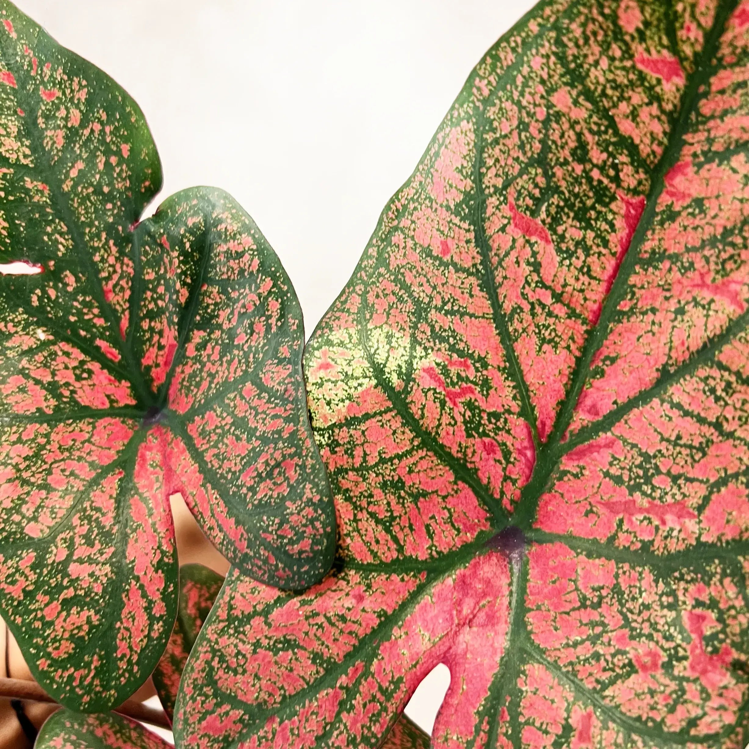 Caladium Festivia