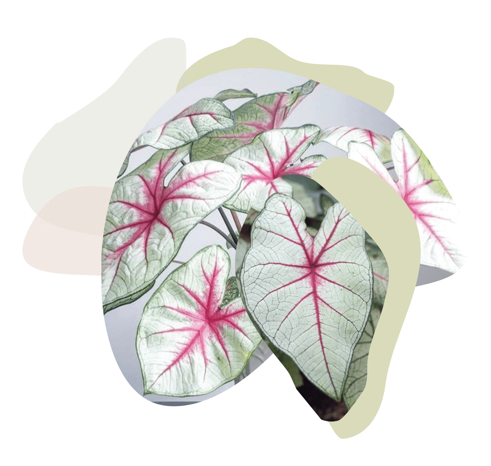 Caladium White Queen