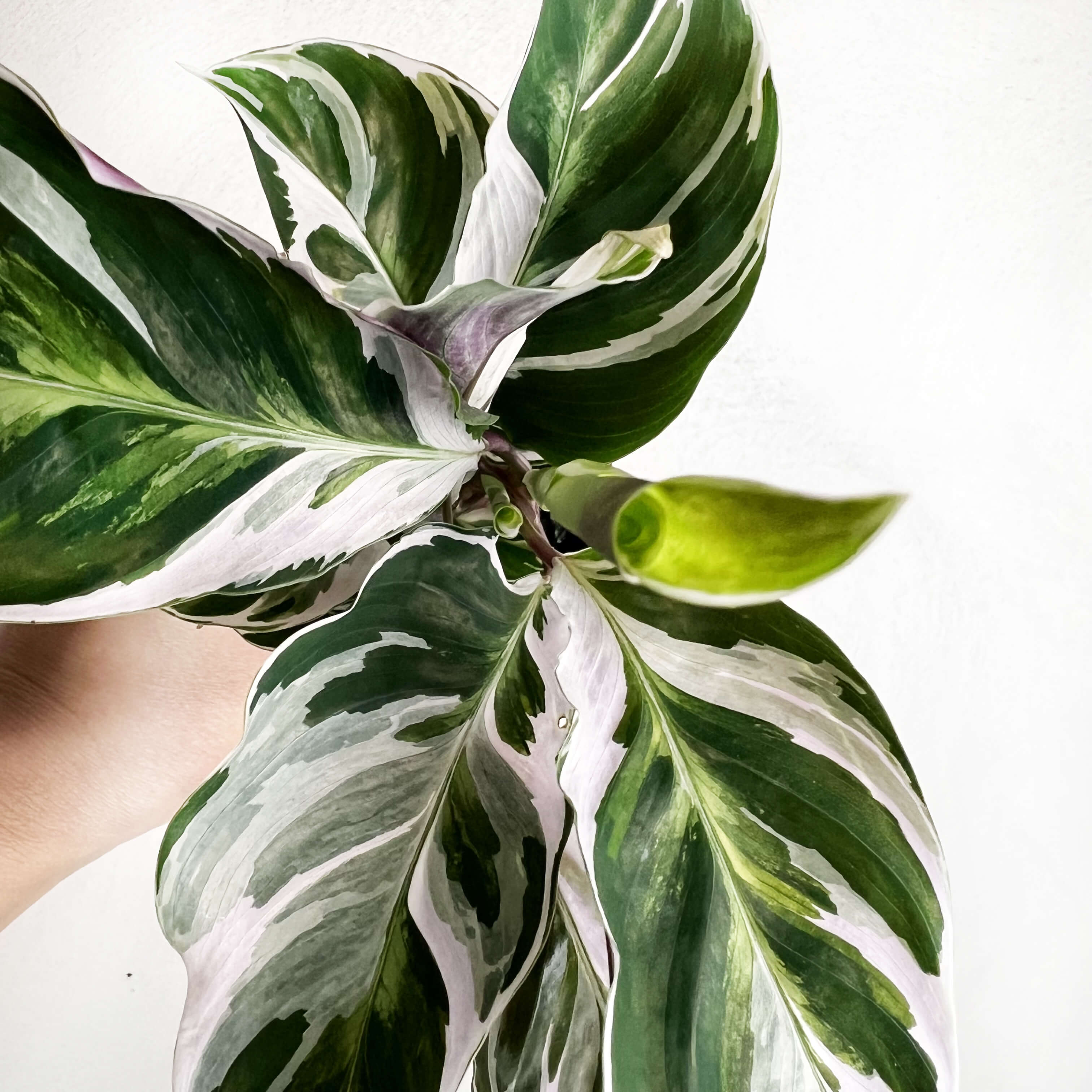 Calathea Fusion White mini