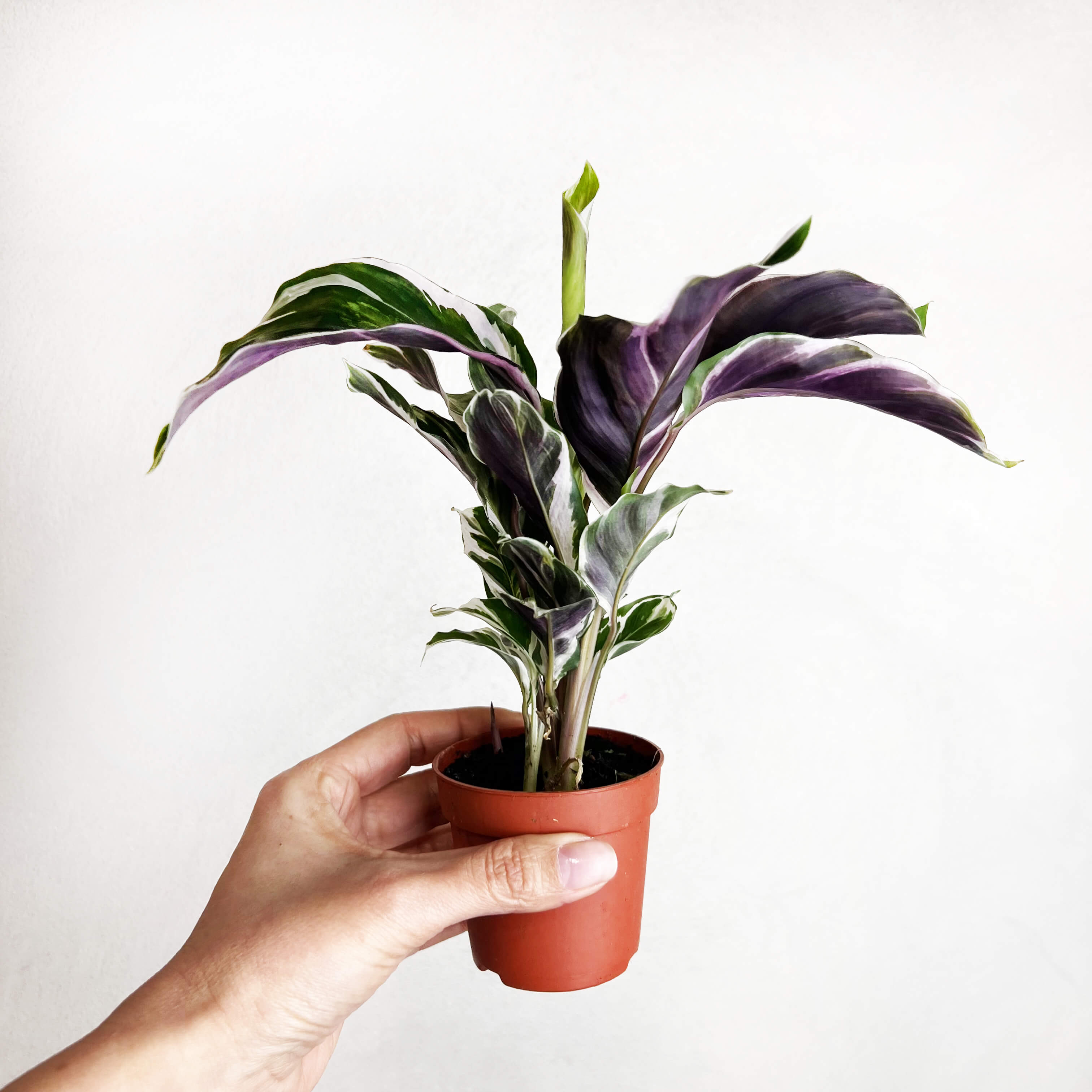 Calathea Fusion White mini