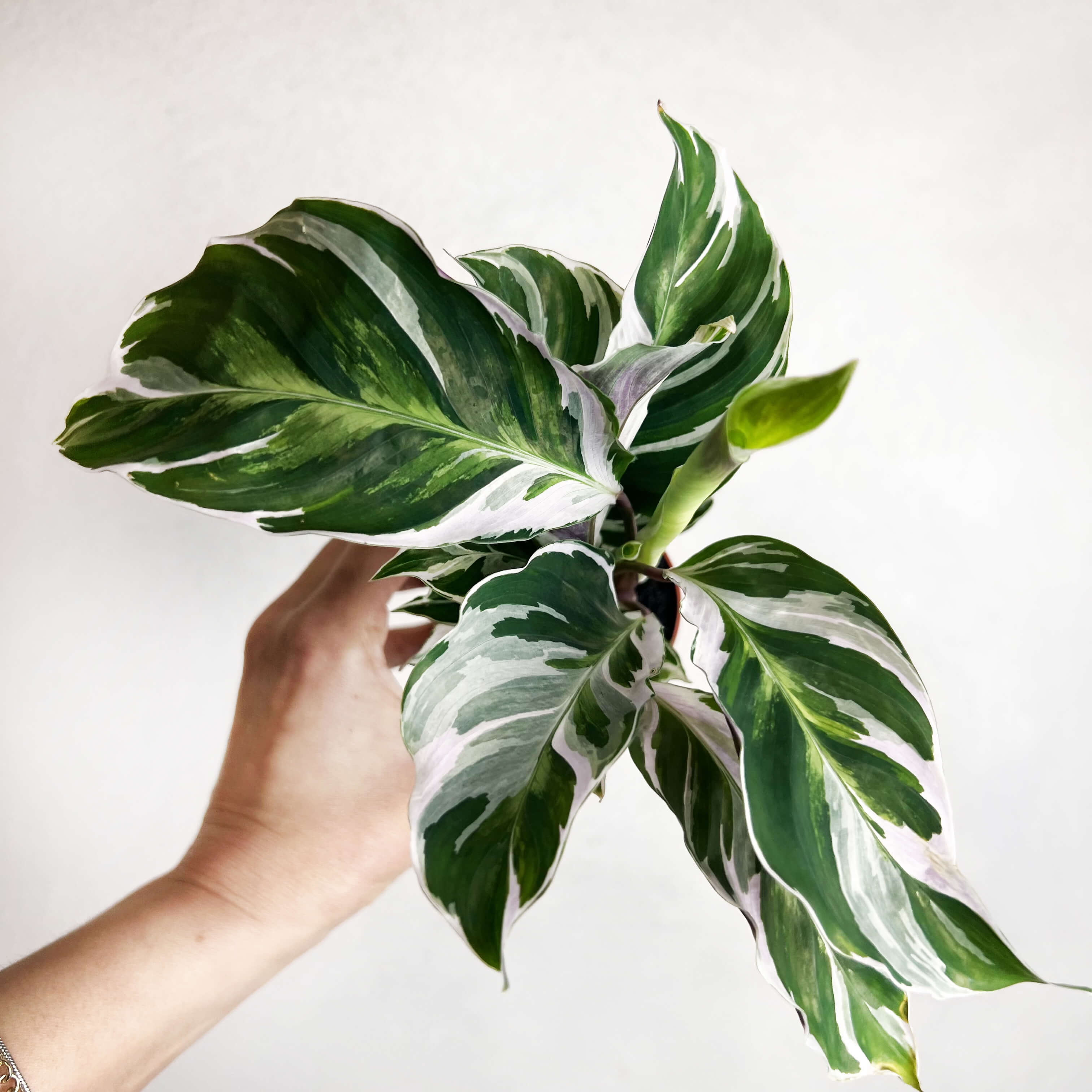 Calathea Fusion White mini