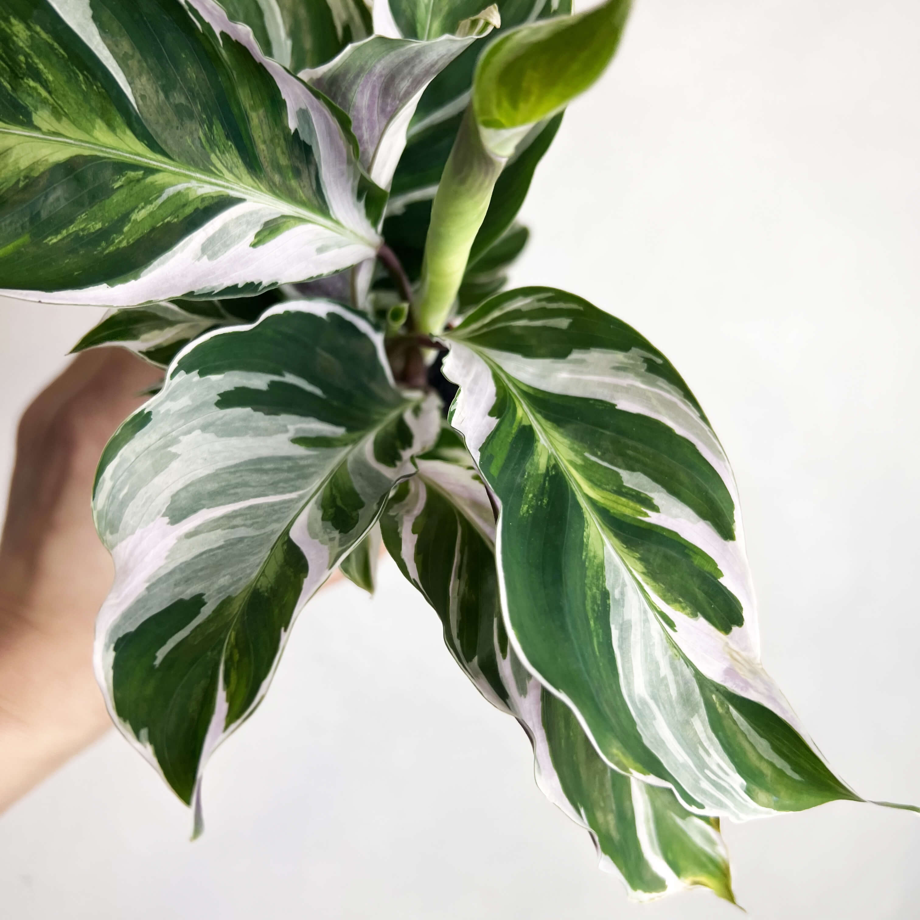 Calathea Fusion White mini
