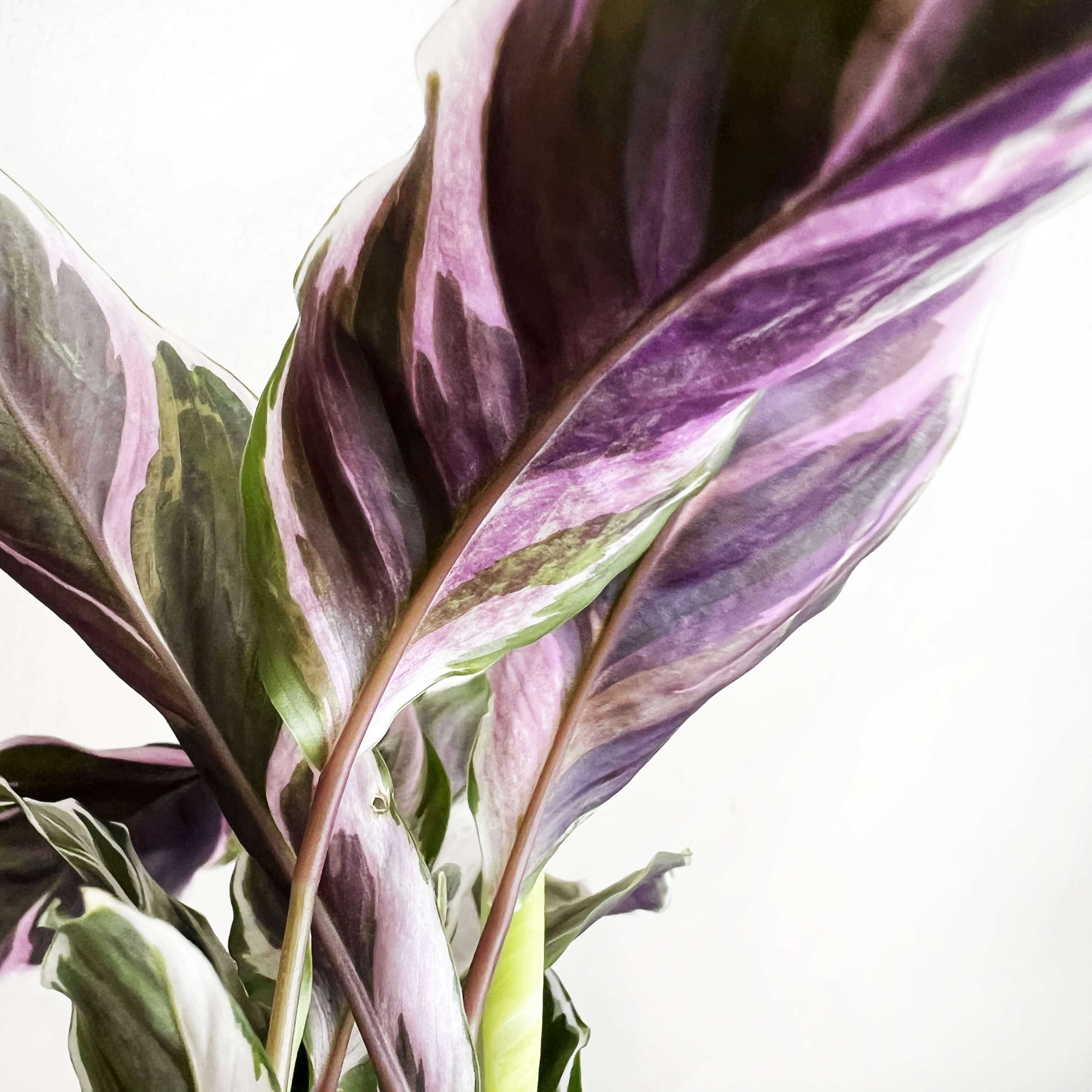 Calathea Fusion White mini