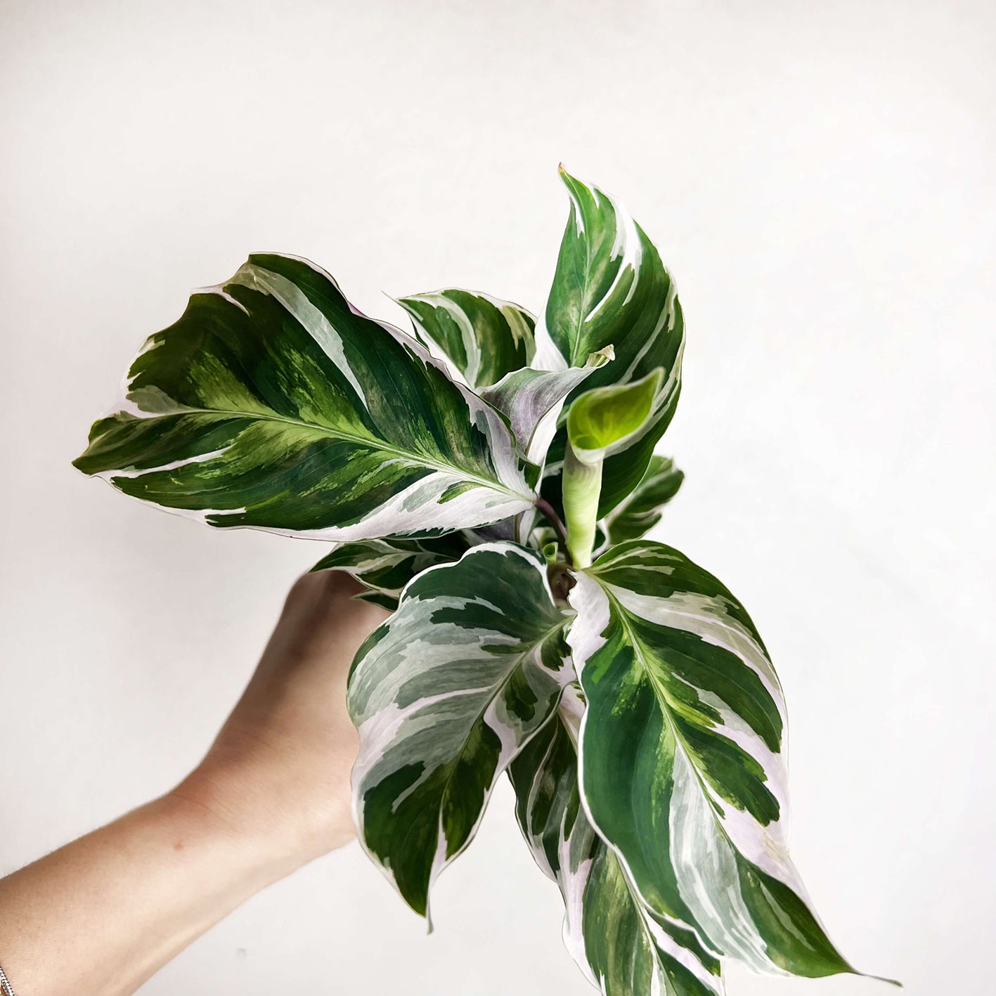 Calathea Fusion White mini