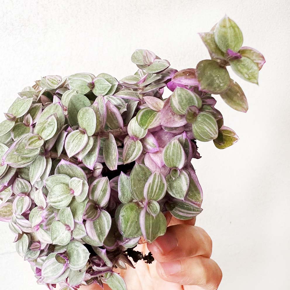 baby Callisia Pink lady