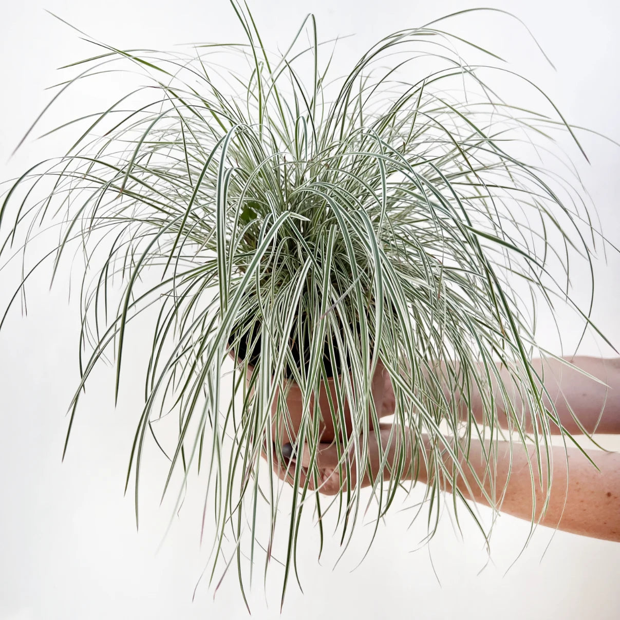 Carex Oshimensis variegato