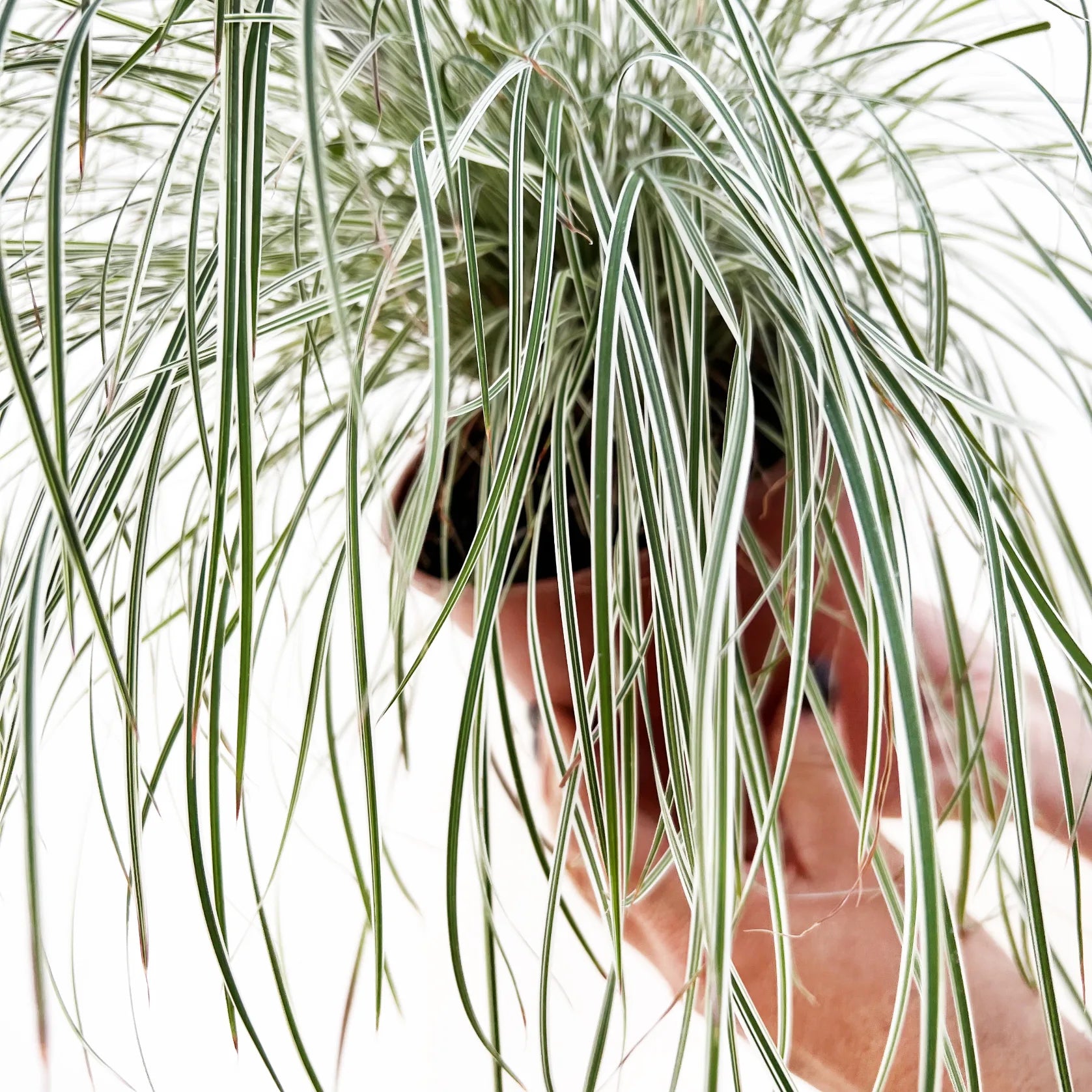 Carex Oshimensis variegato
