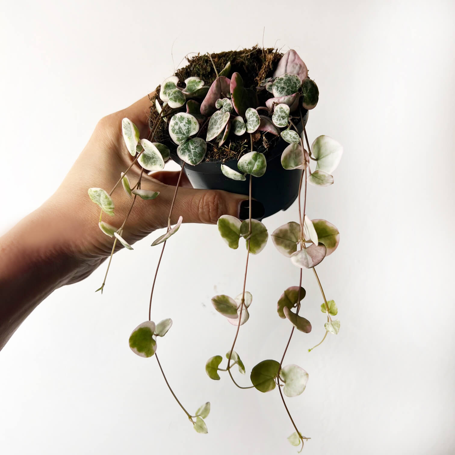 Ceropegia Woodii variegata Marlies