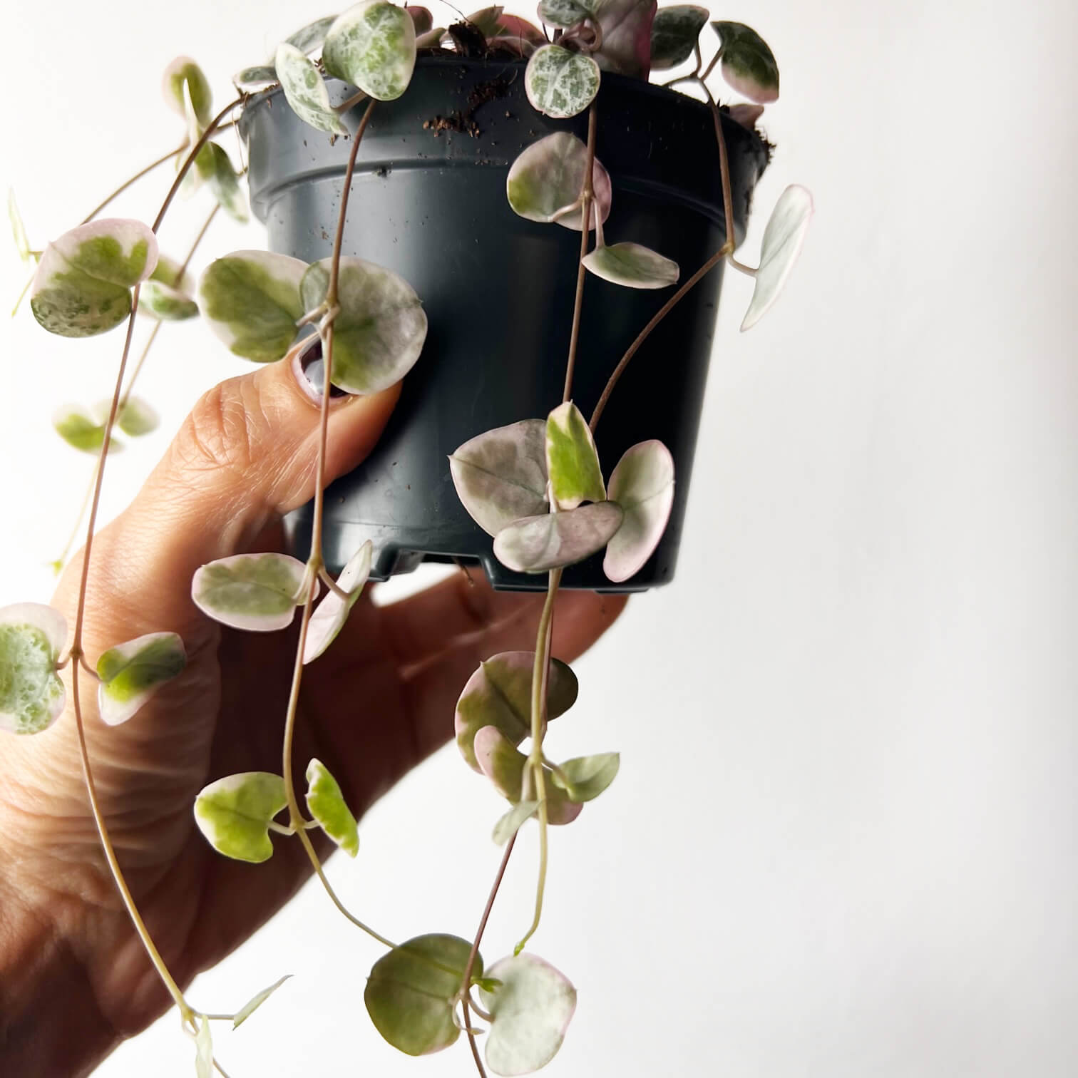 Ceropegia Woodii variegata Marlies