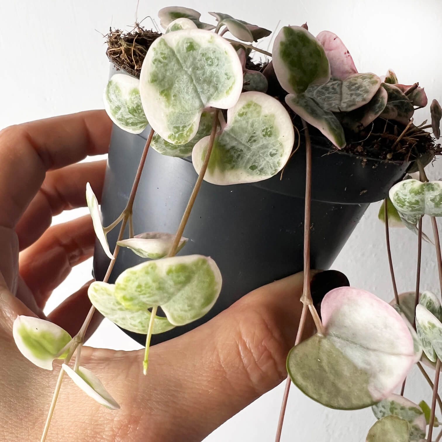 Ceropegia Woodii variegata Marlies