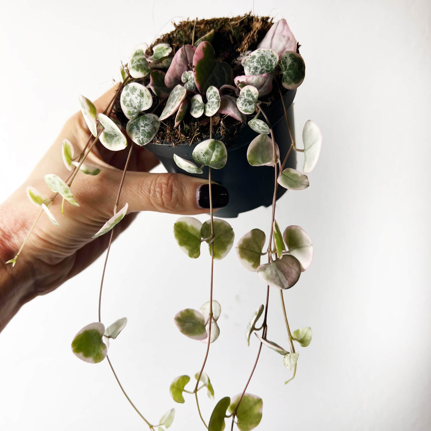 Ceropegia Woodii variegata Marlies