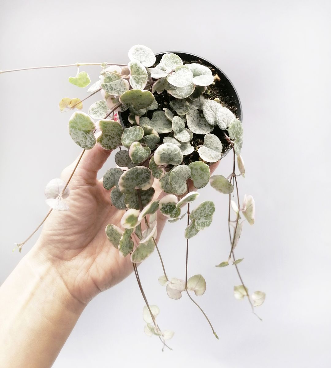 Ceropegia Woodii variegata Marlies