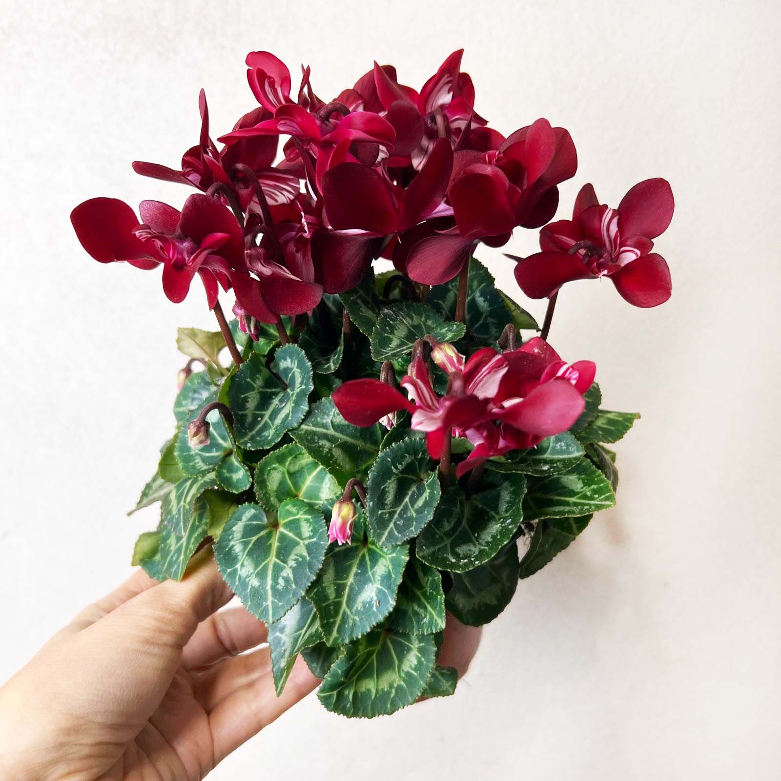 Ciclamino Djix Dark Red