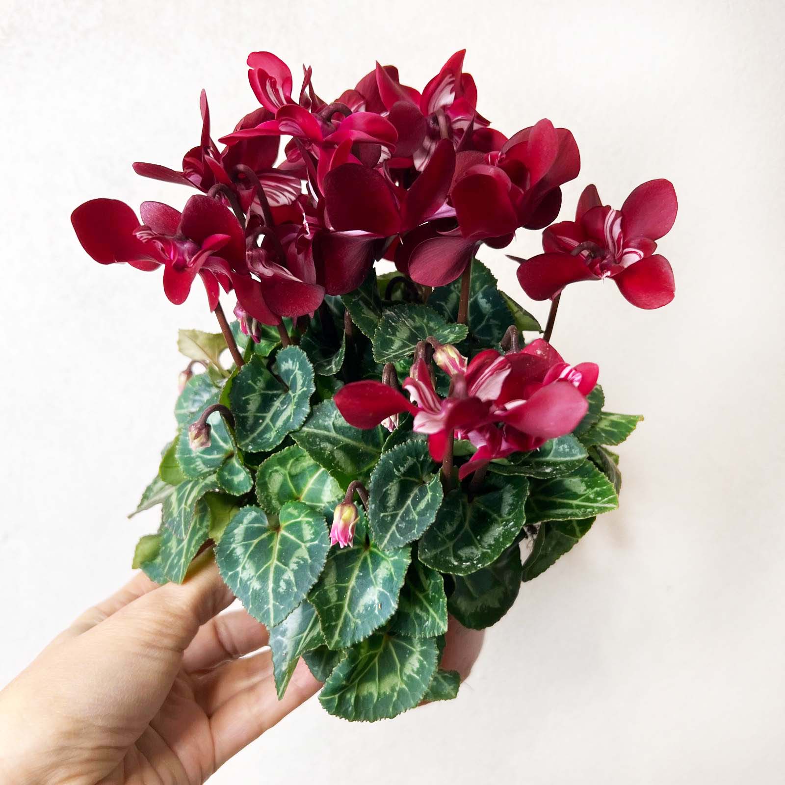 Ciclamino Djix Dark Red