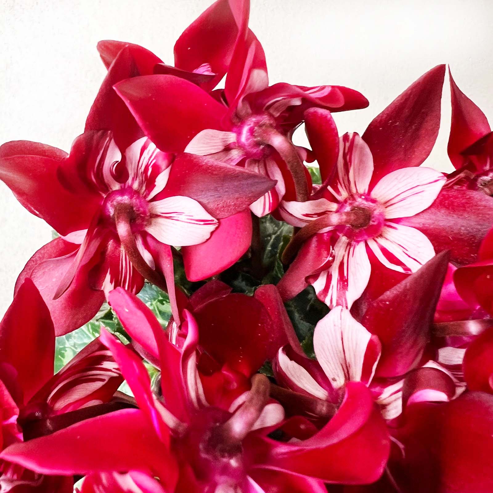 Ciclamino Djix Dark Red