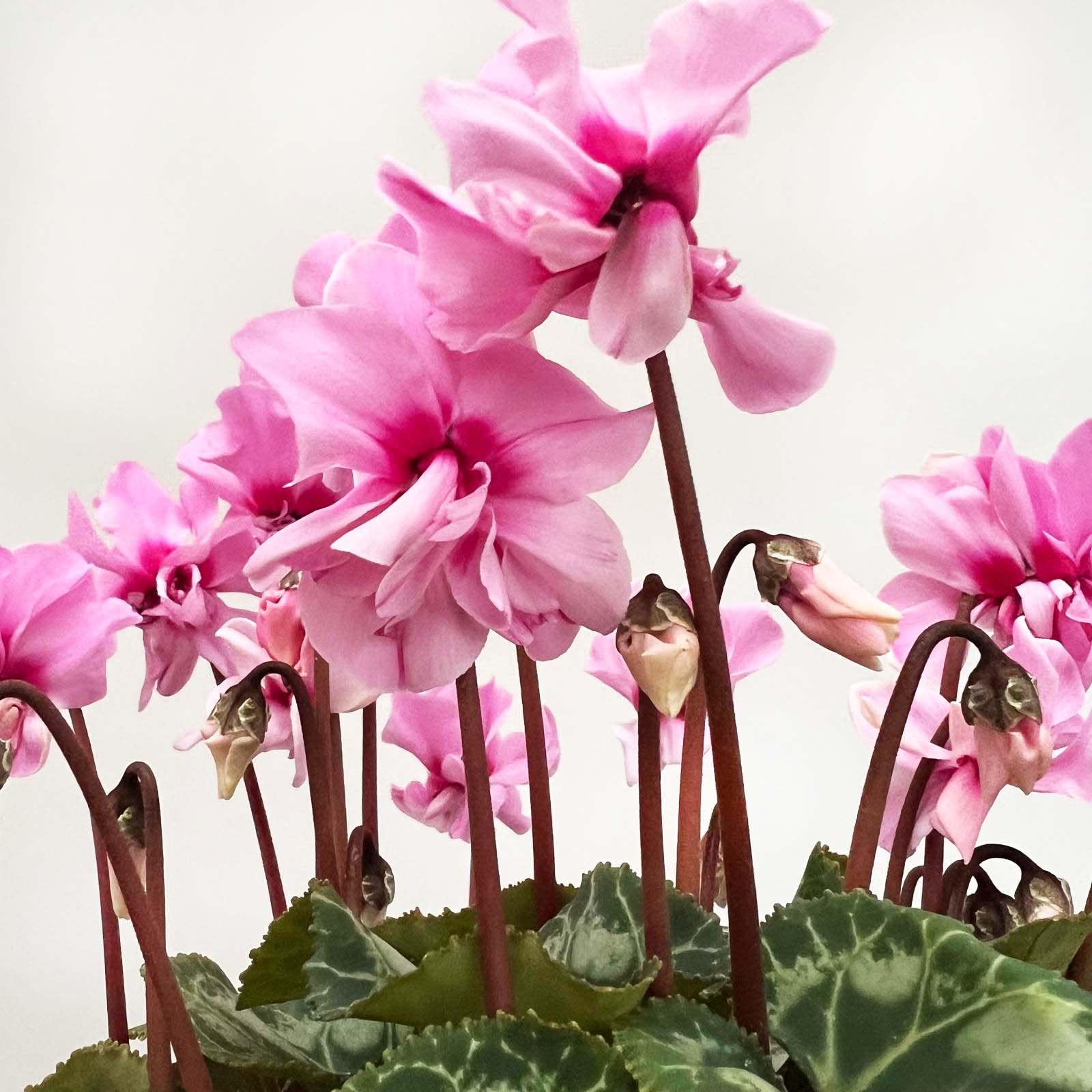 Ciclamino Petit Moulin