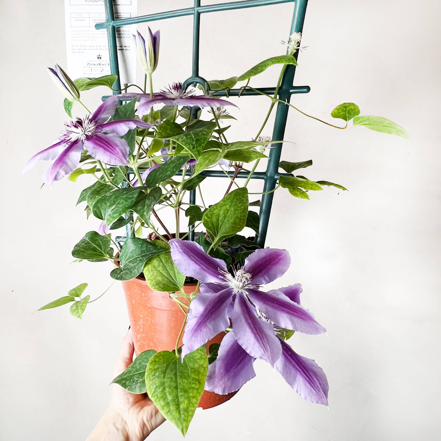 Clematis love jewelry