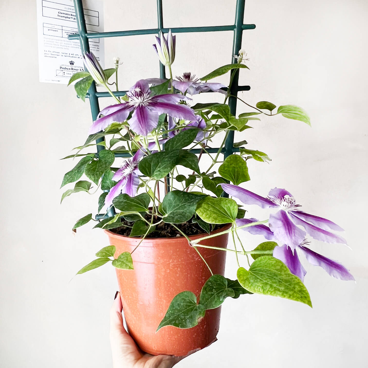 Clematis Boulevard Triomphe